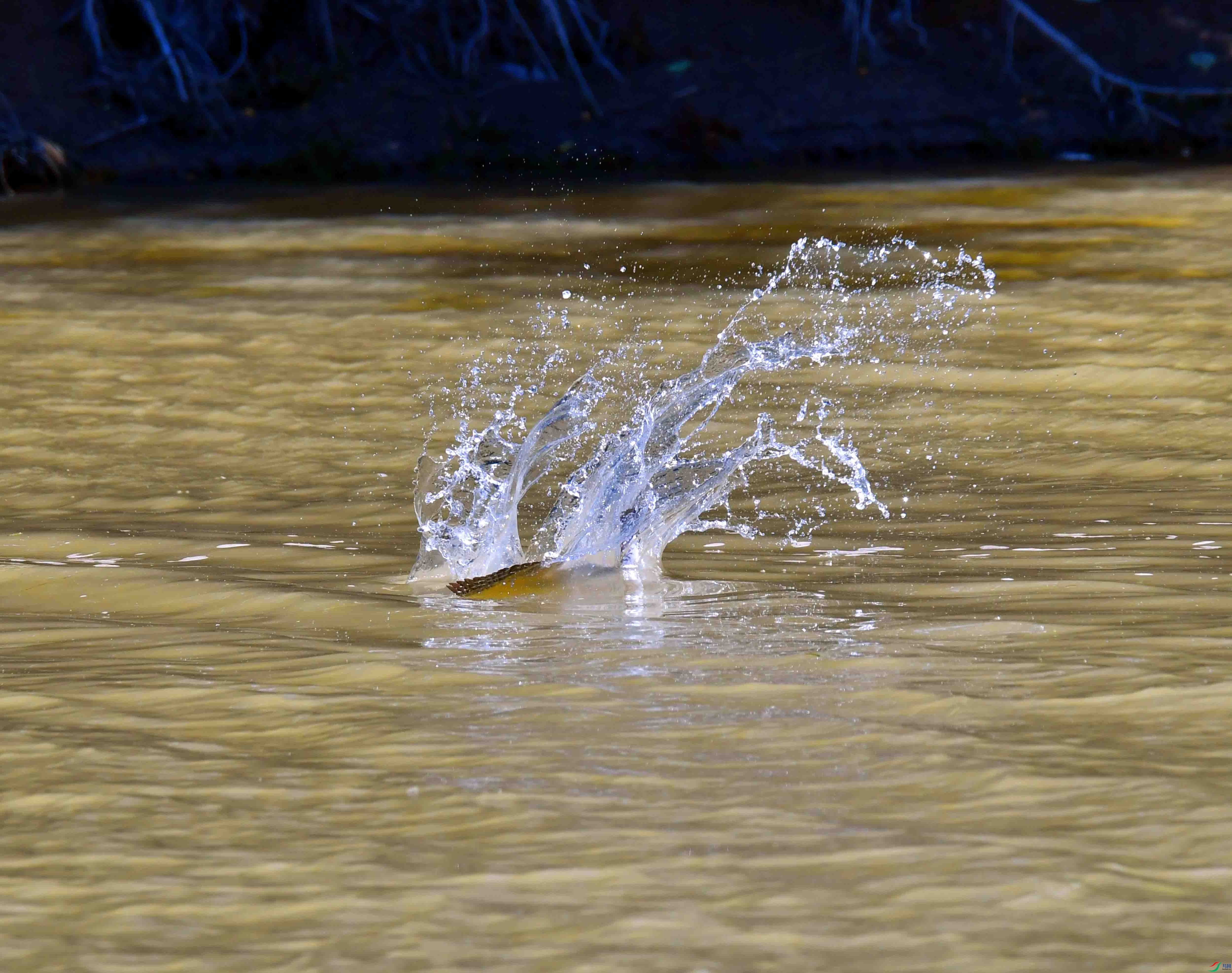 DSC_0848.JPG