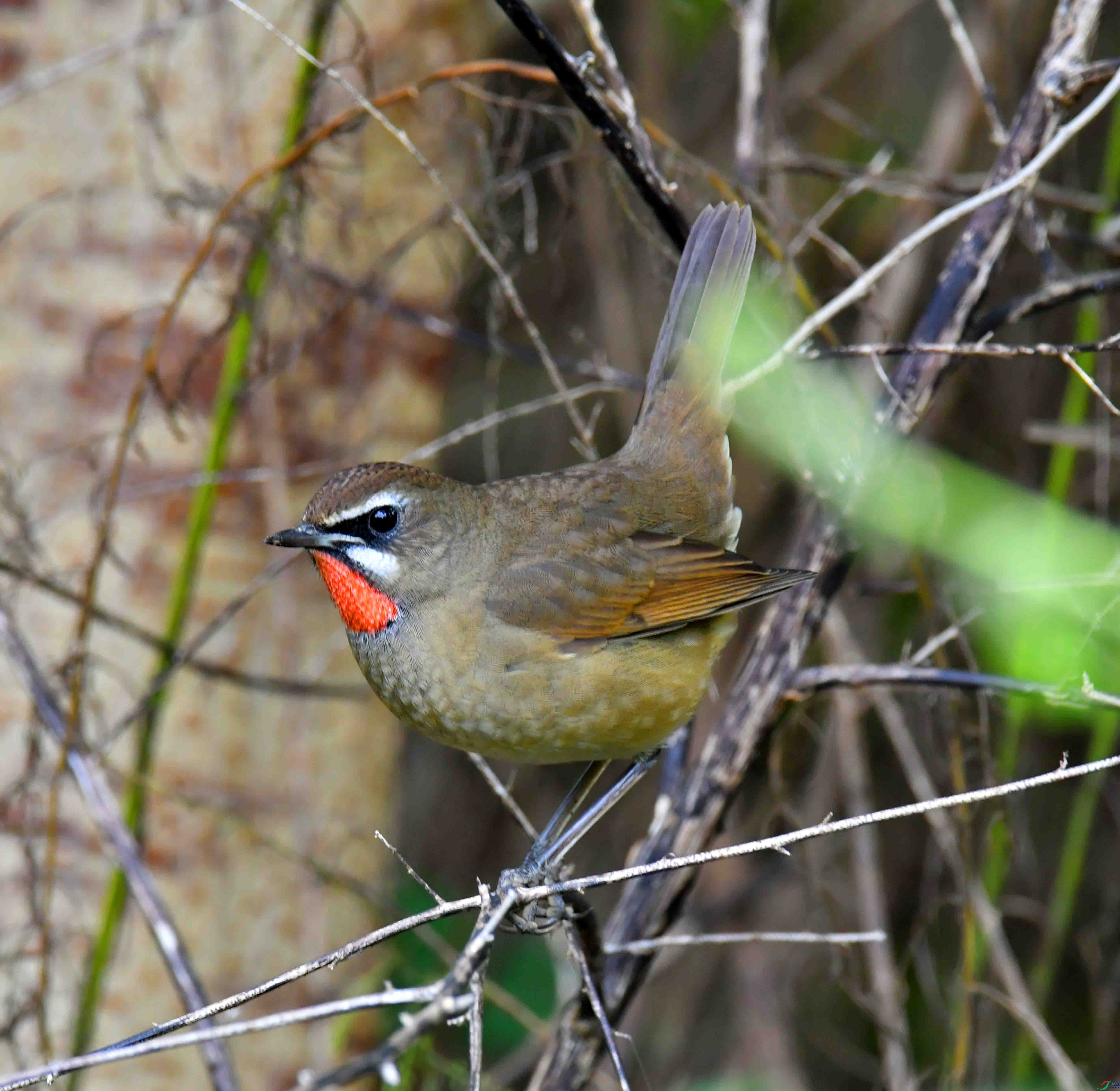 DSC_1446.JPG