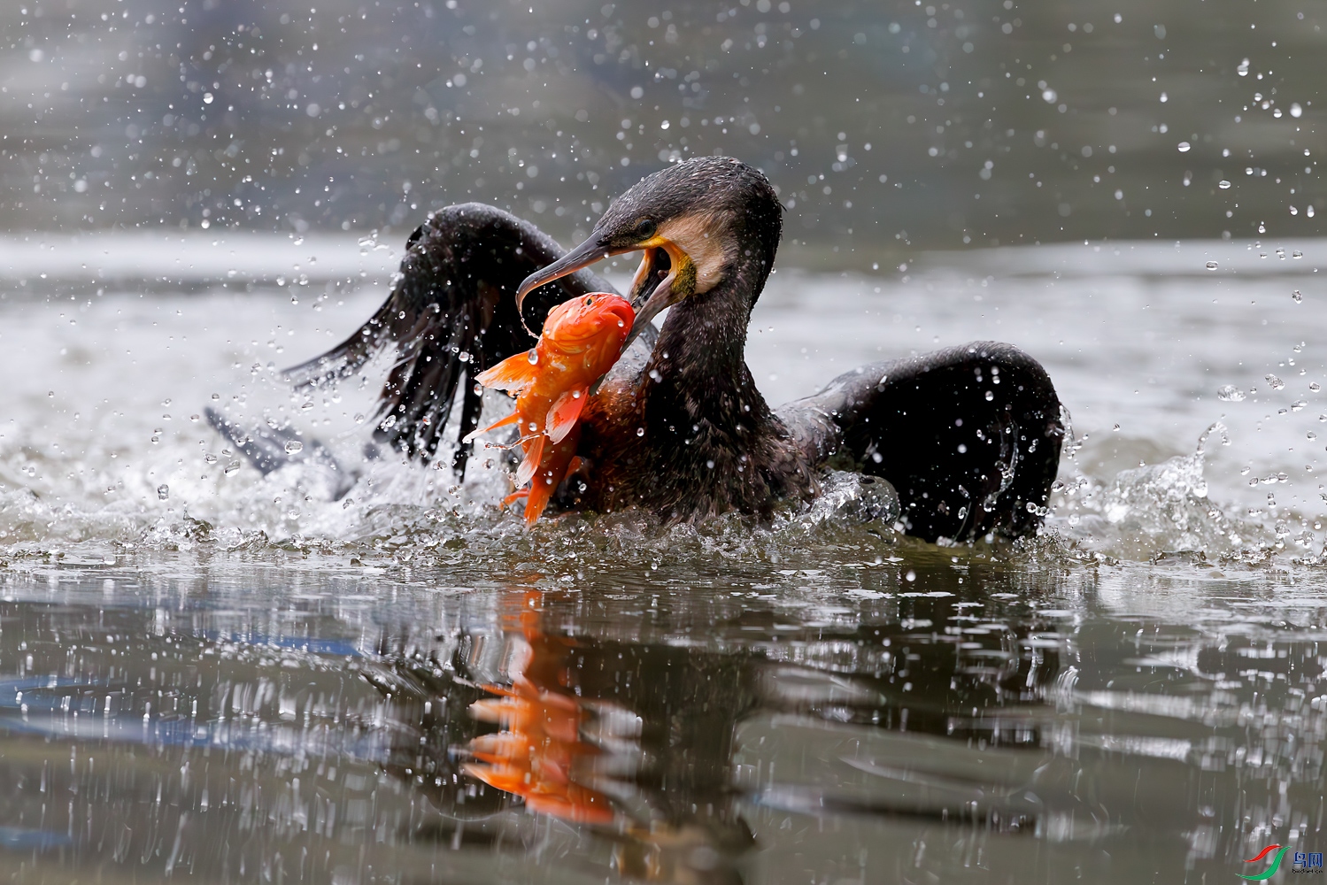 3Z6A1811-����ǿ-NR ����.jpg