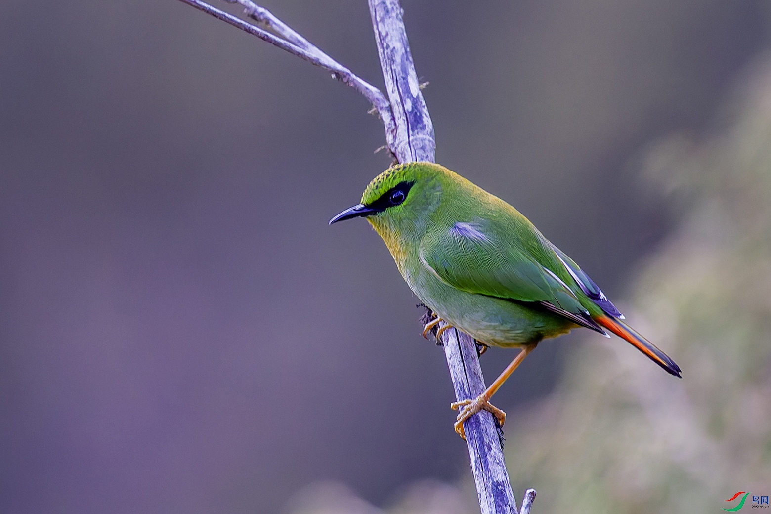 ��β����