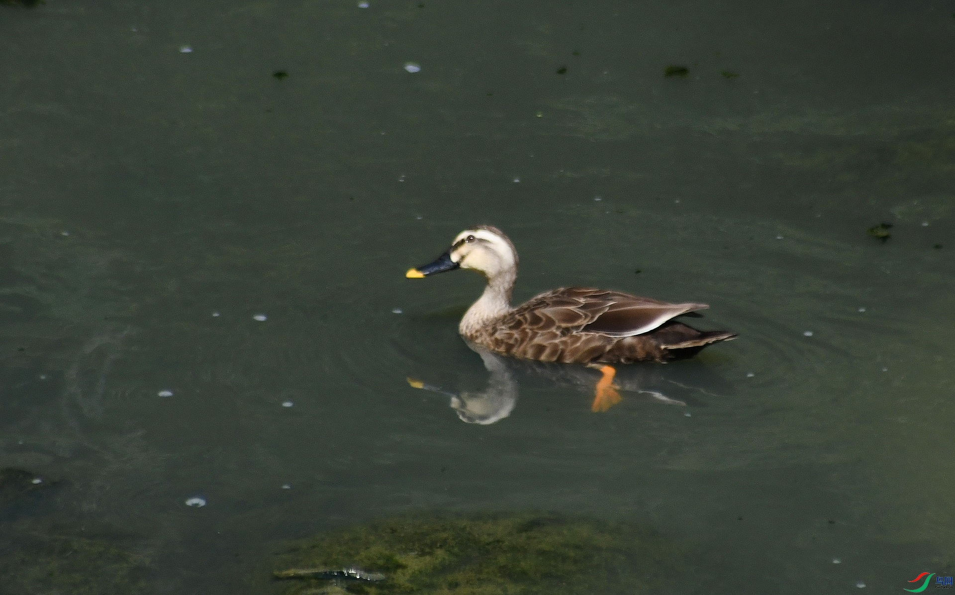 DSC_3203.jpg