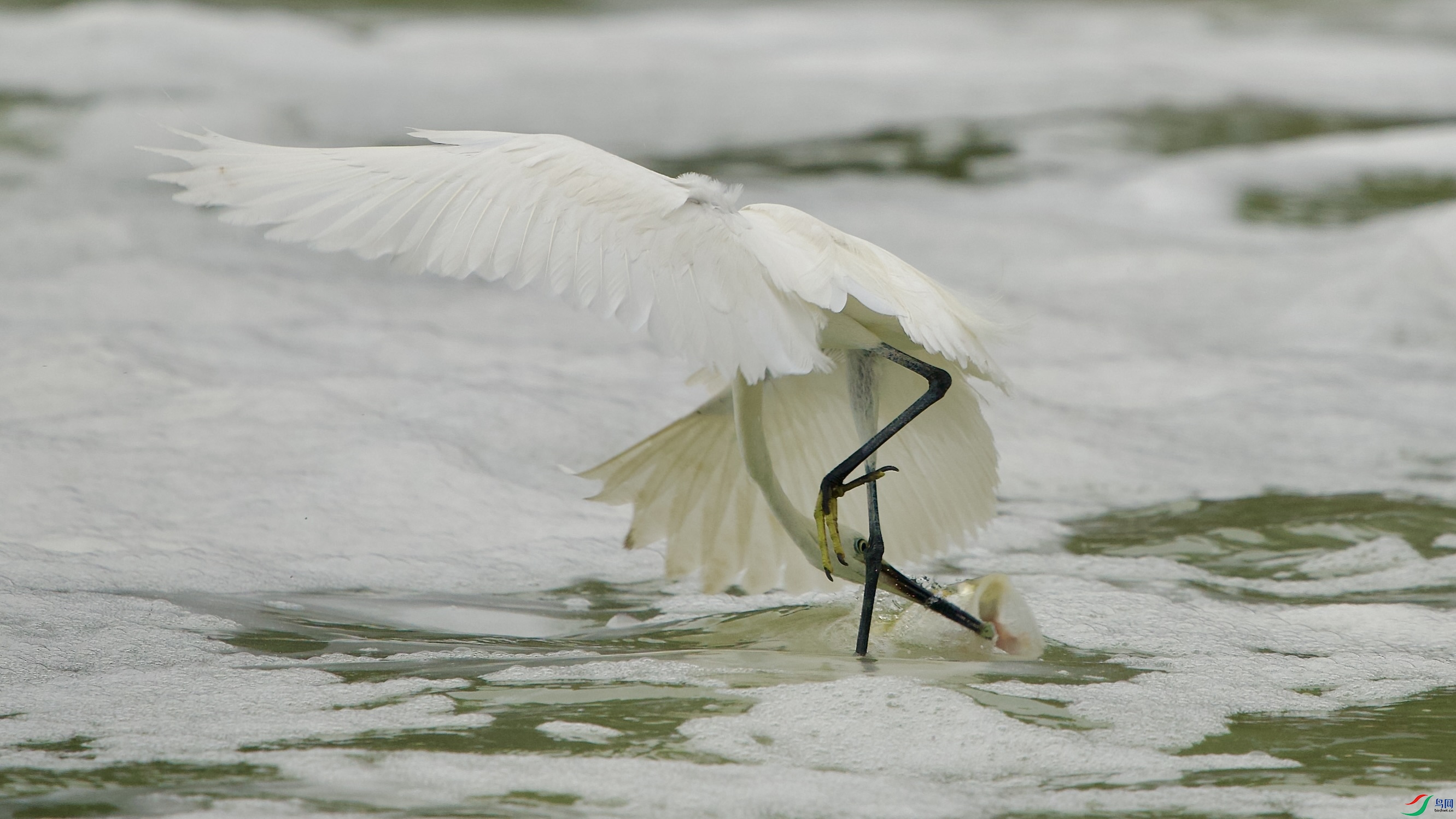 _DSC7093.jpeg