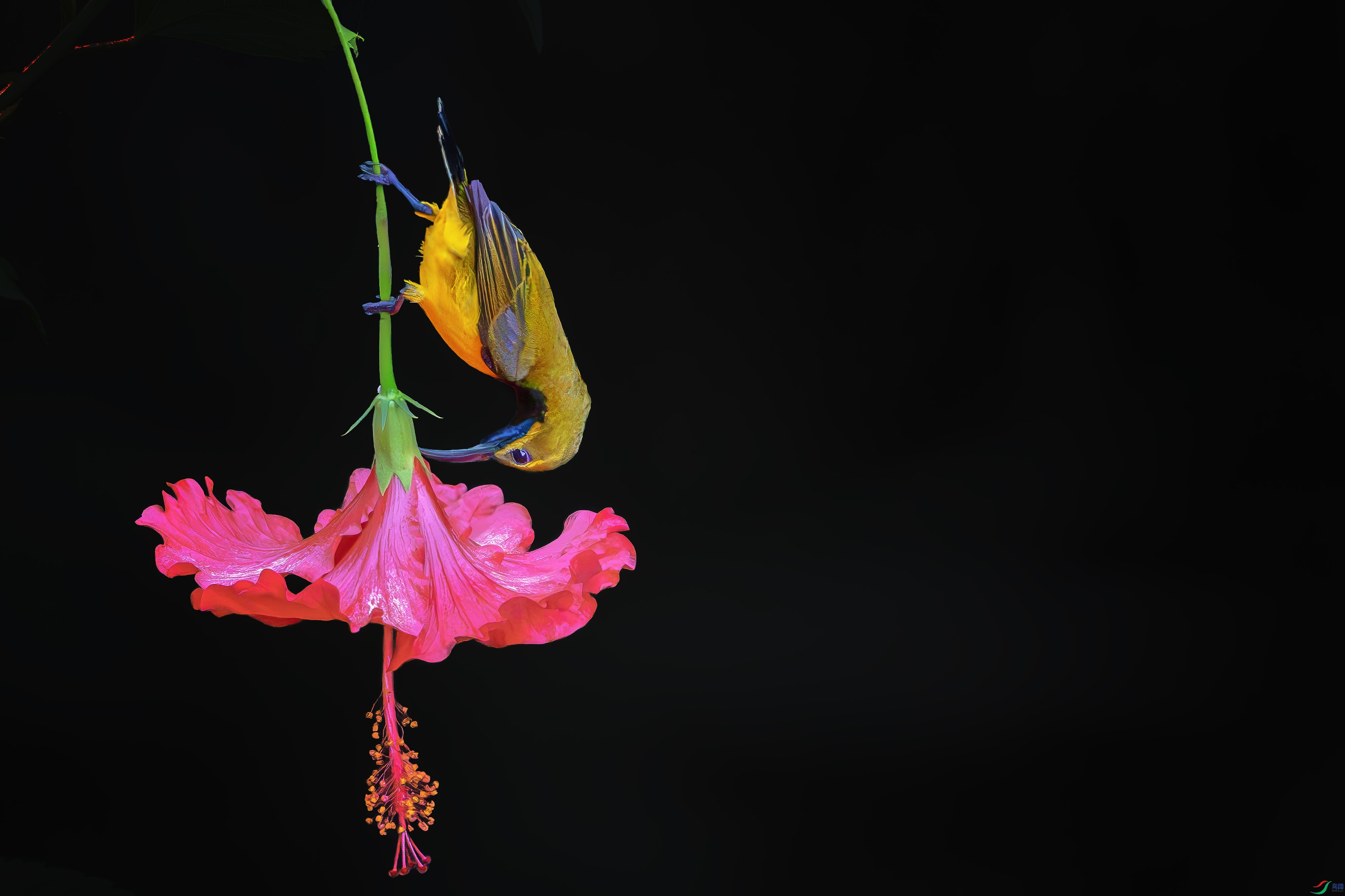 DSC_1039-����ǿ-NR ����1.jpg