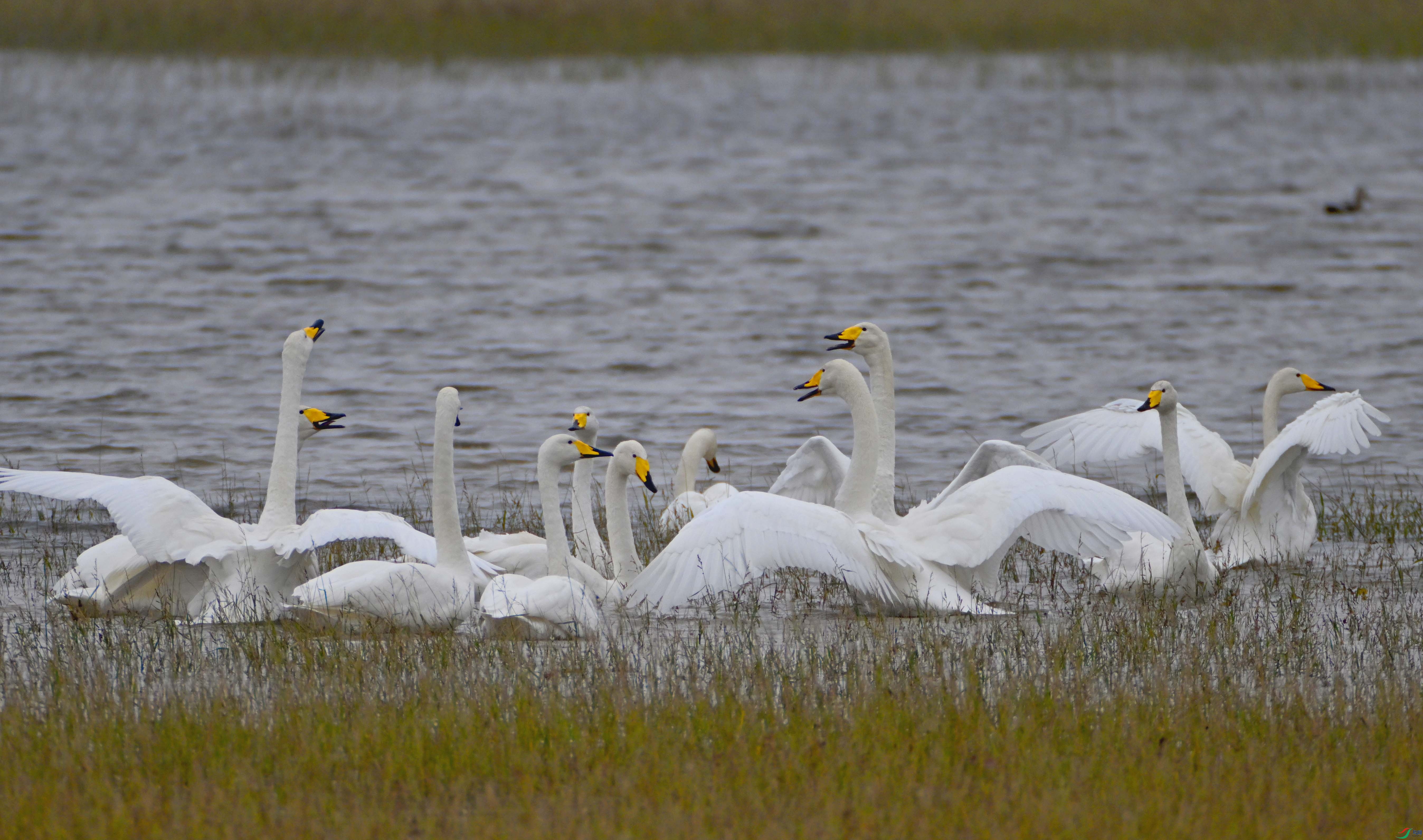 DSC_9656 ����.jpg