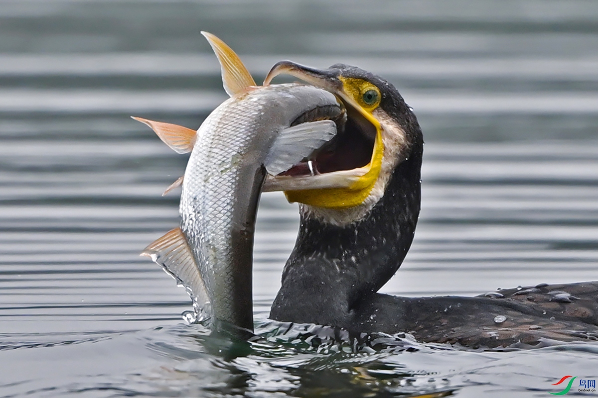 DSC_6954 ���� 1200.jpg