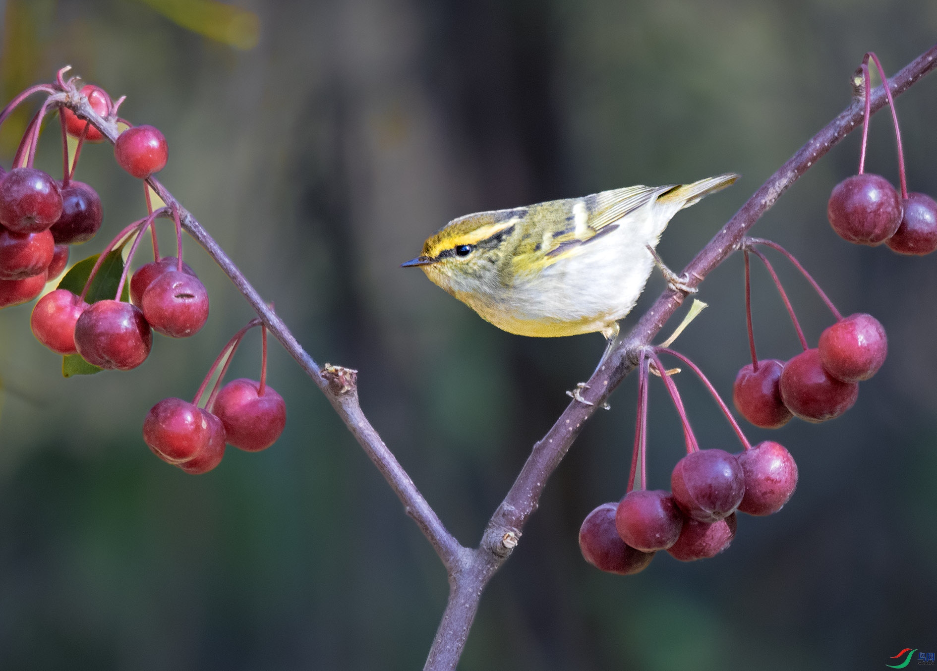 DSC_6959_��ͼ�� ����.jpg