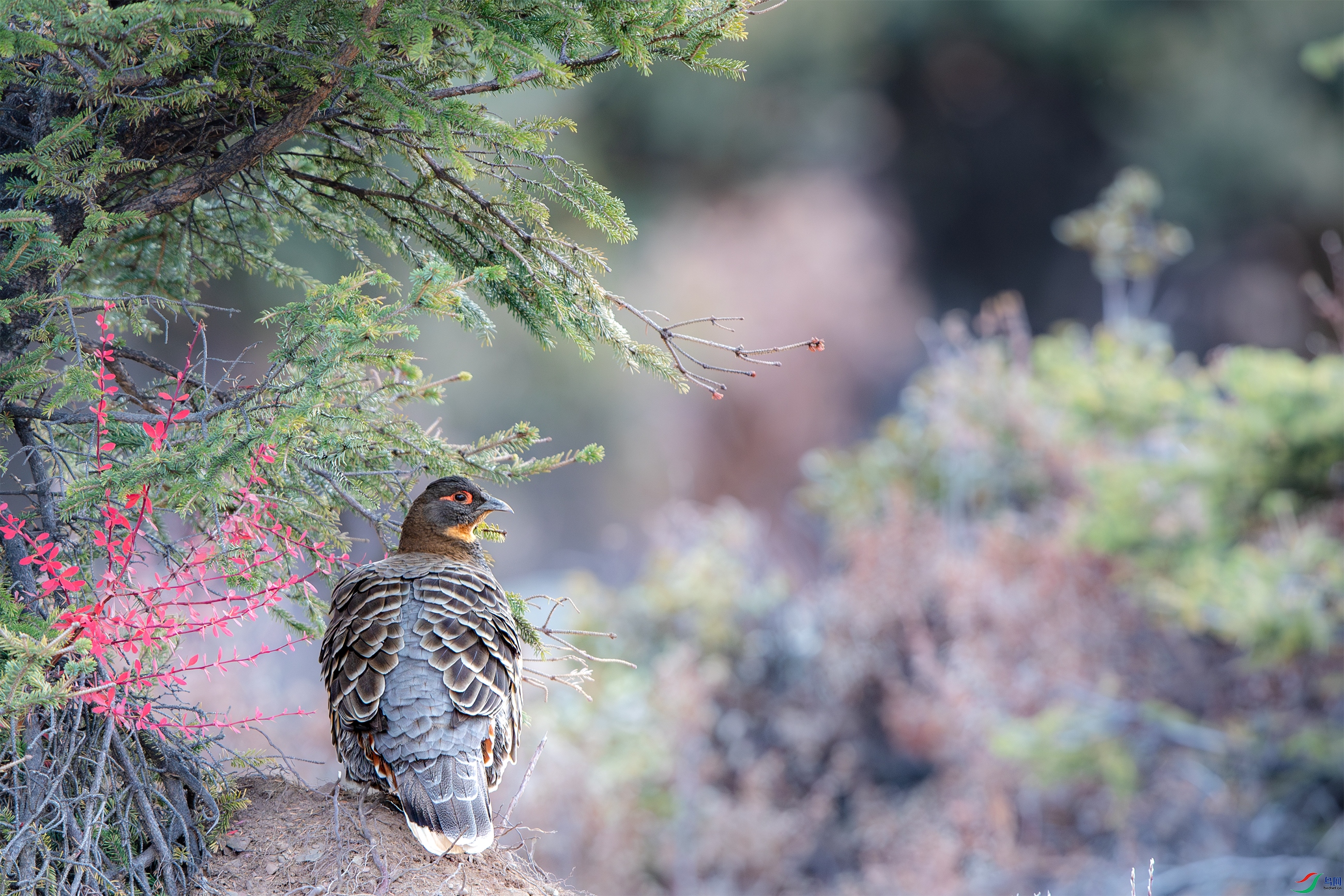 AY8I0279 ����.jpg