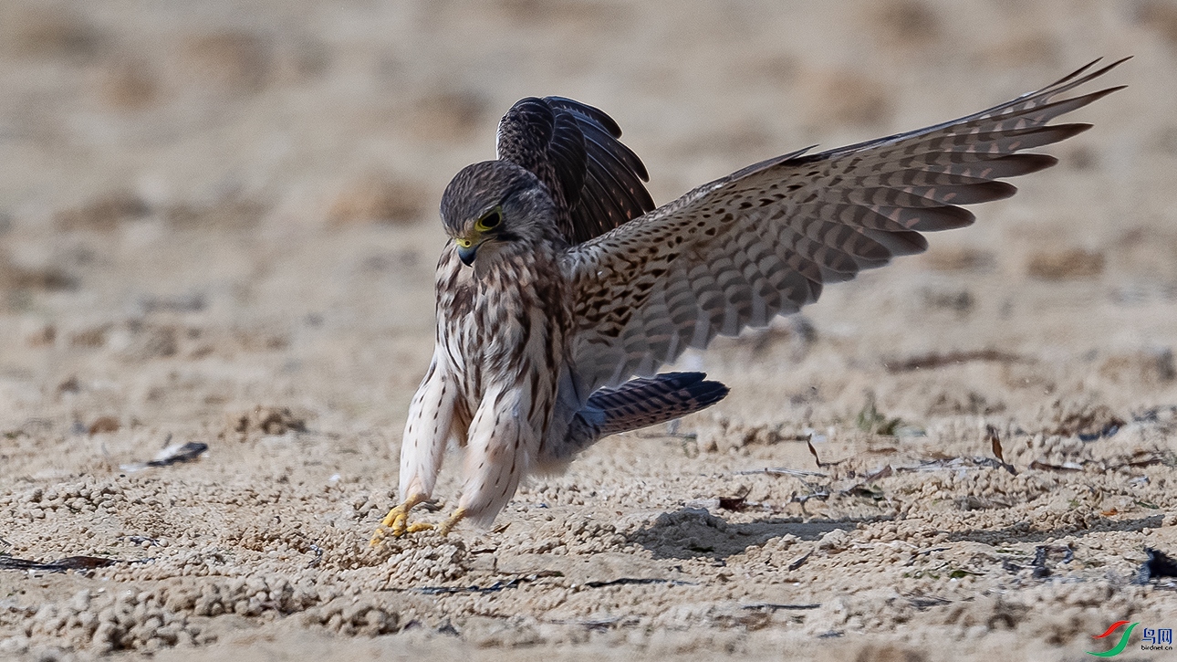 DSC_4151--.jpg