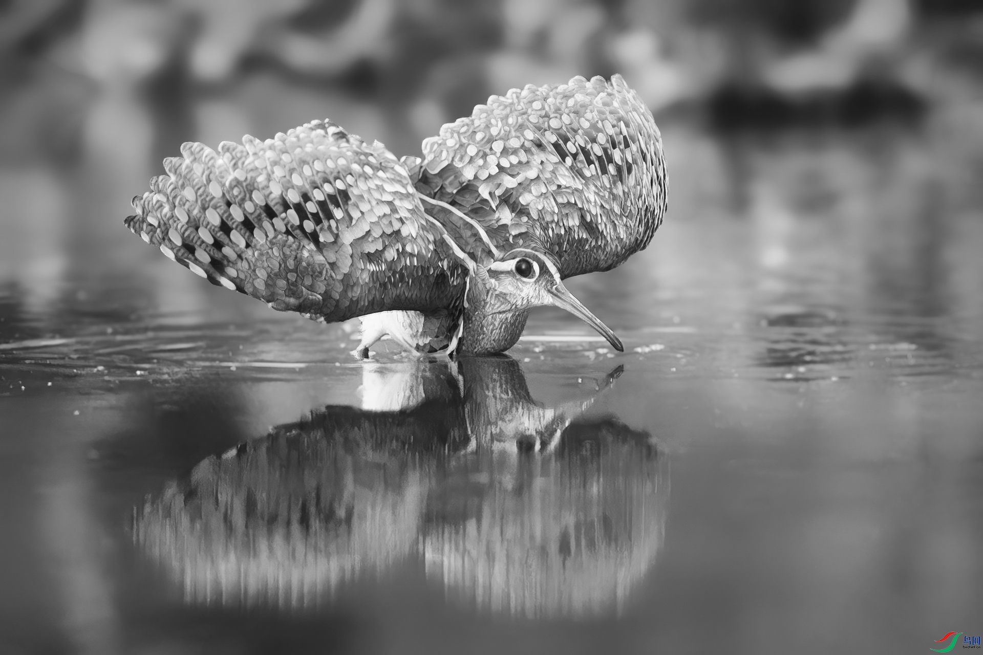 0_DSC0571-NEF_DxO_DeepPRIMEXD0.jpg