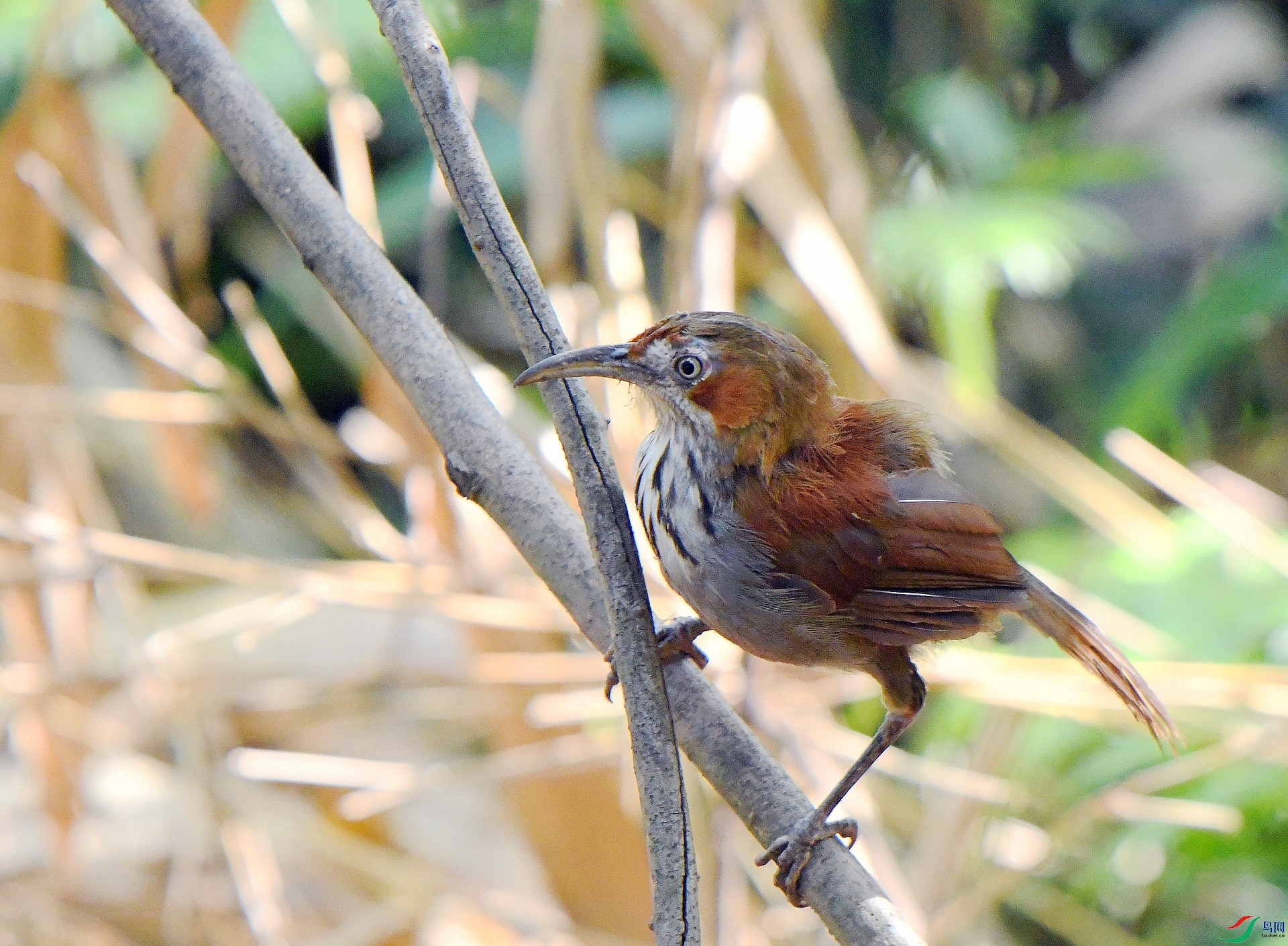 DSC_6303.jpg