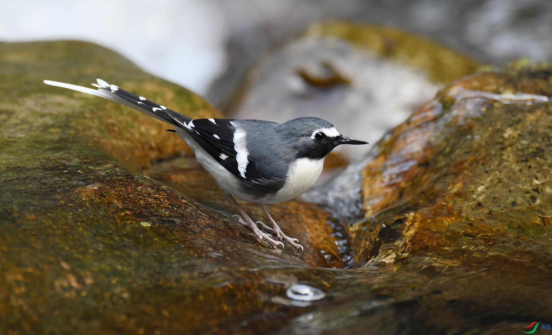 DSC_7195.jpg