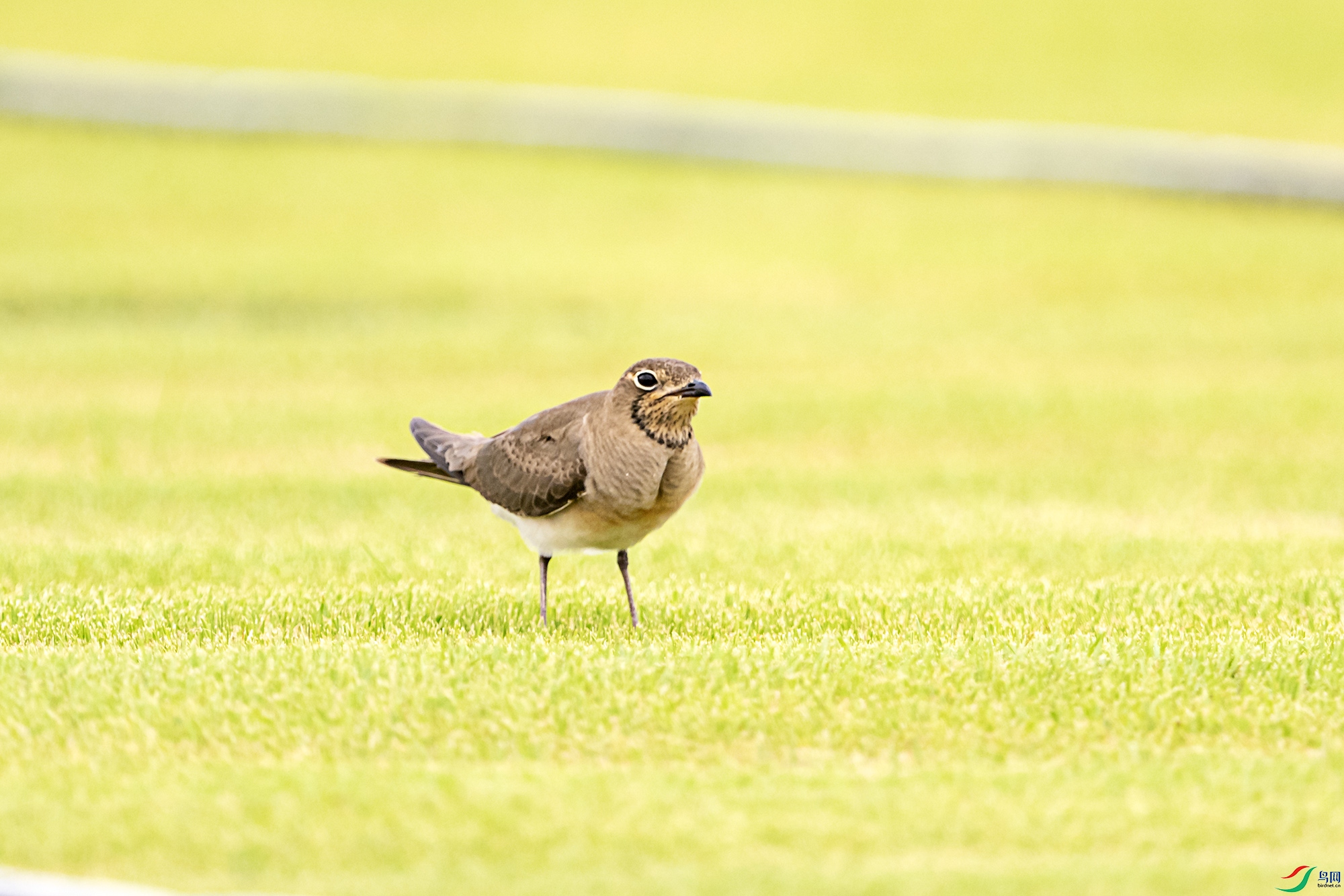 DSC_7035.jpg