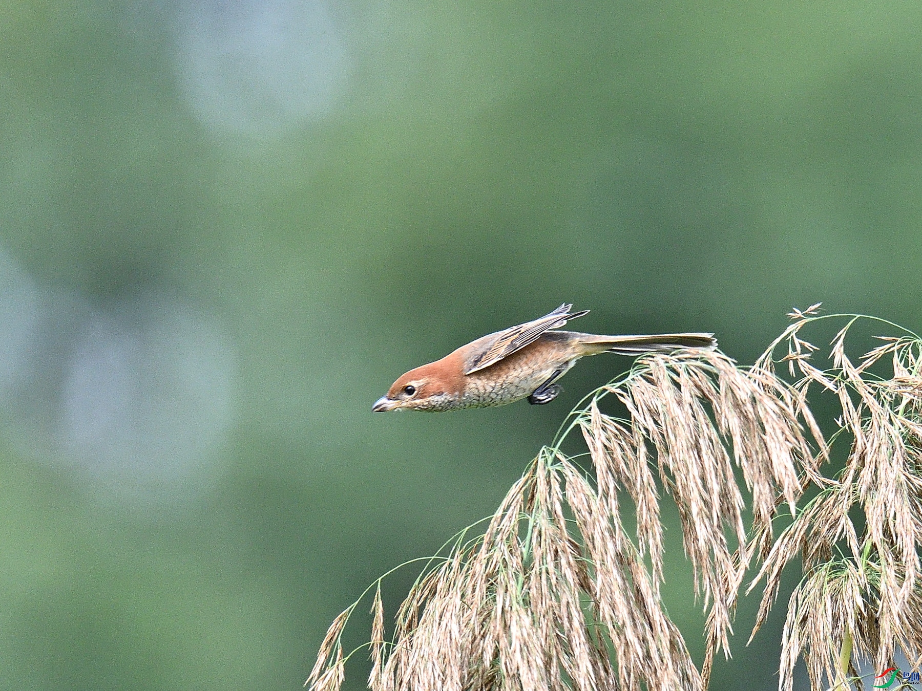 DSC_5949.JPG