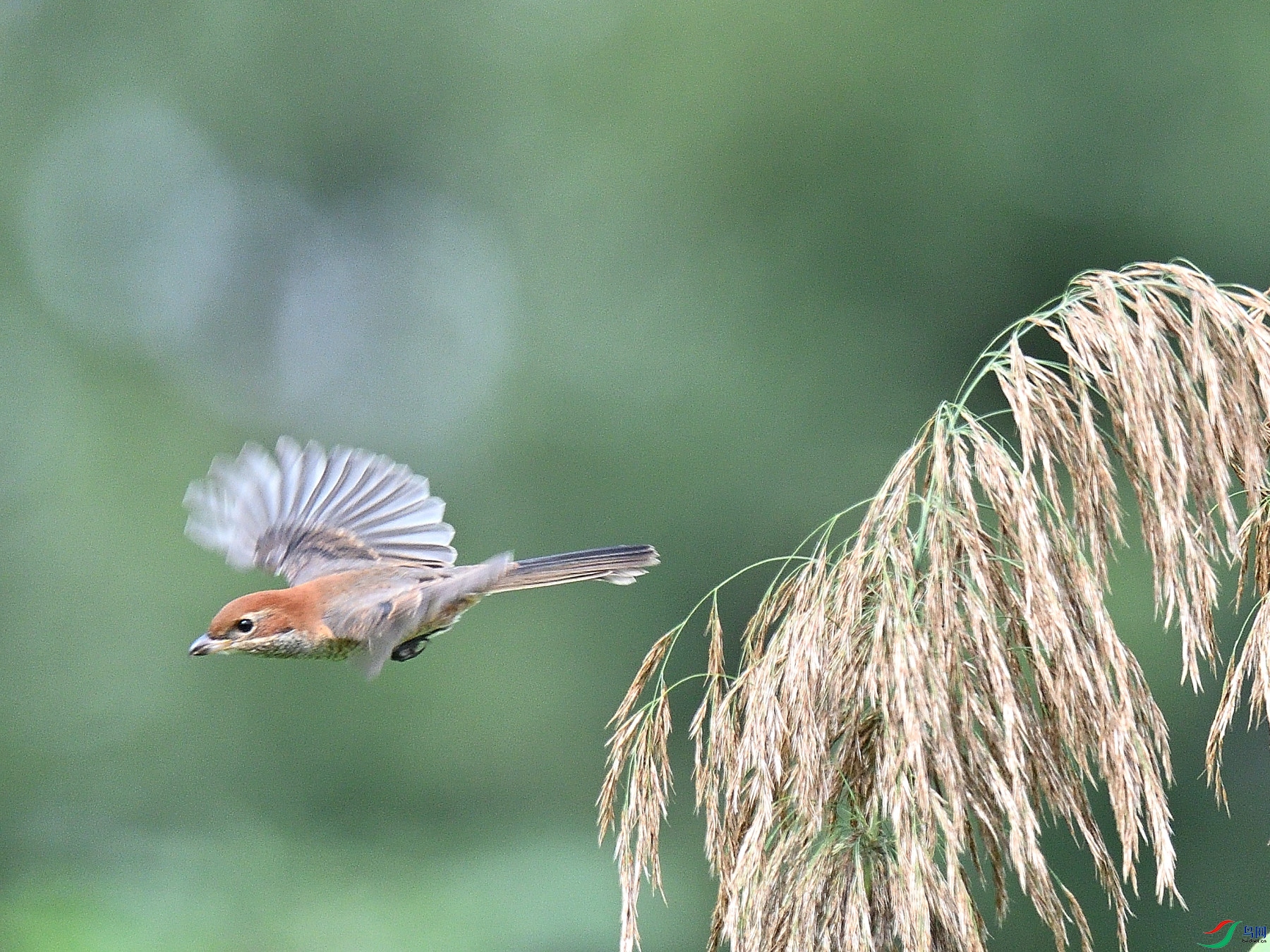 DSC_5950.JPG