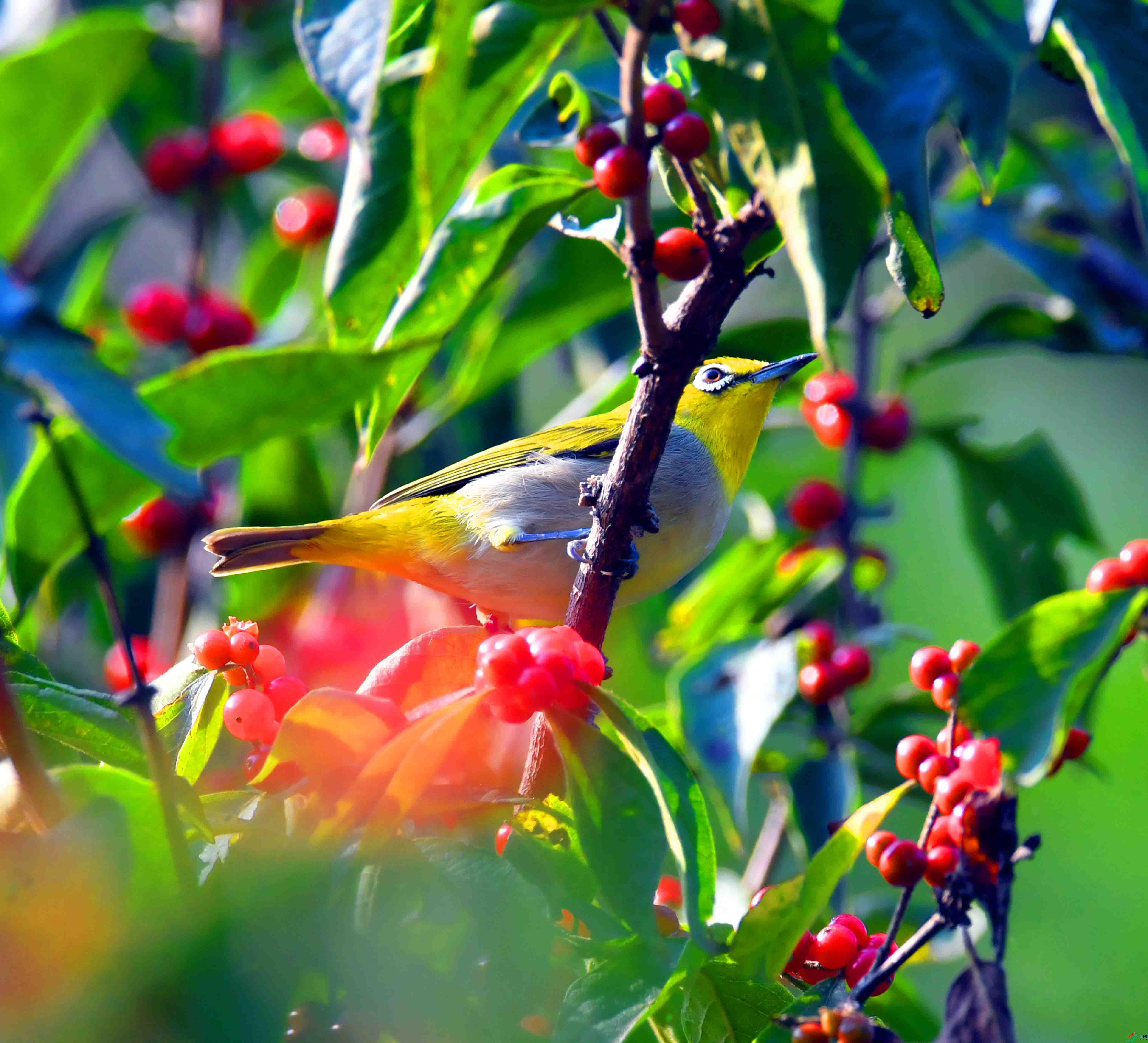DSC_1582.JPG