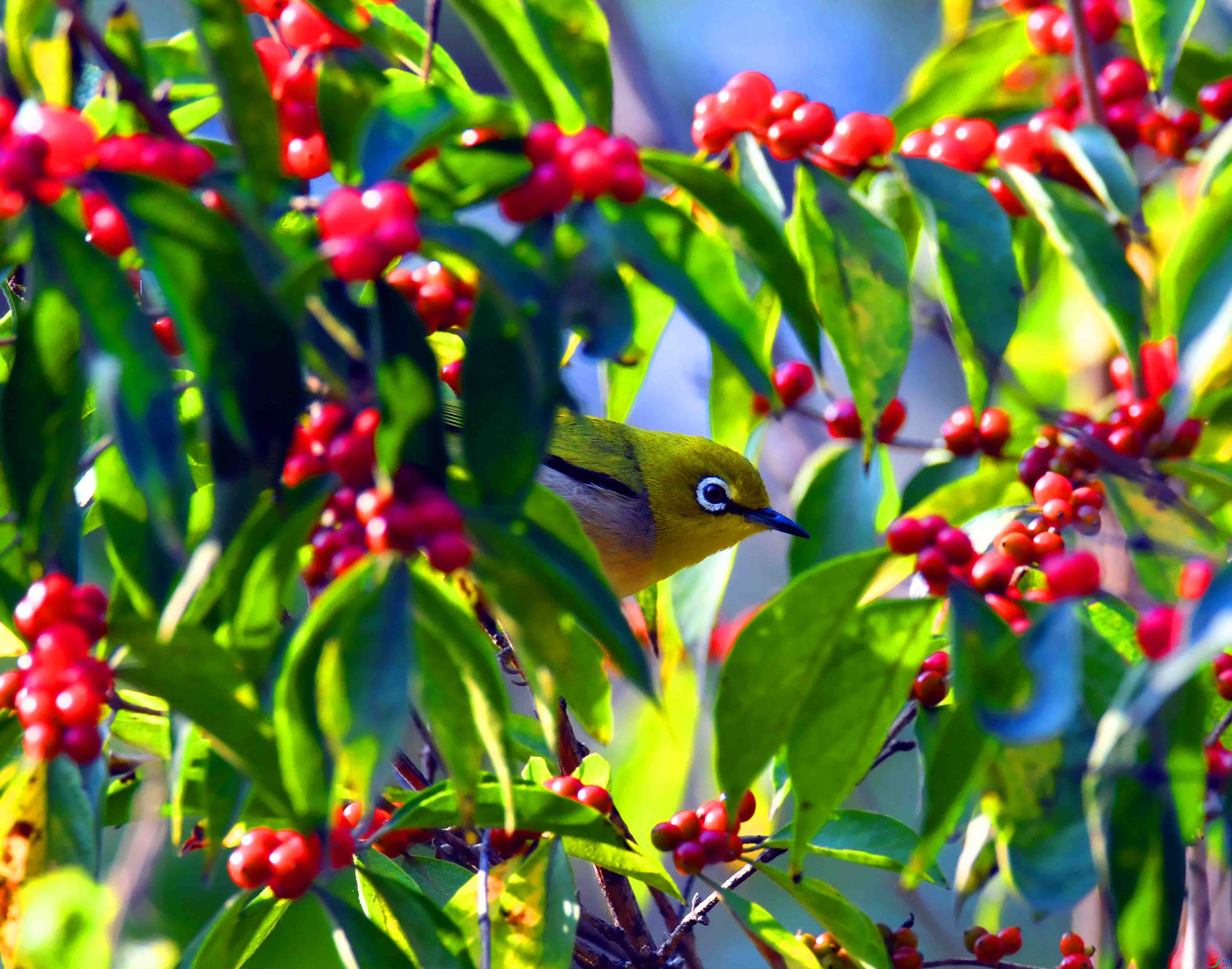 DSC_1619.JPG