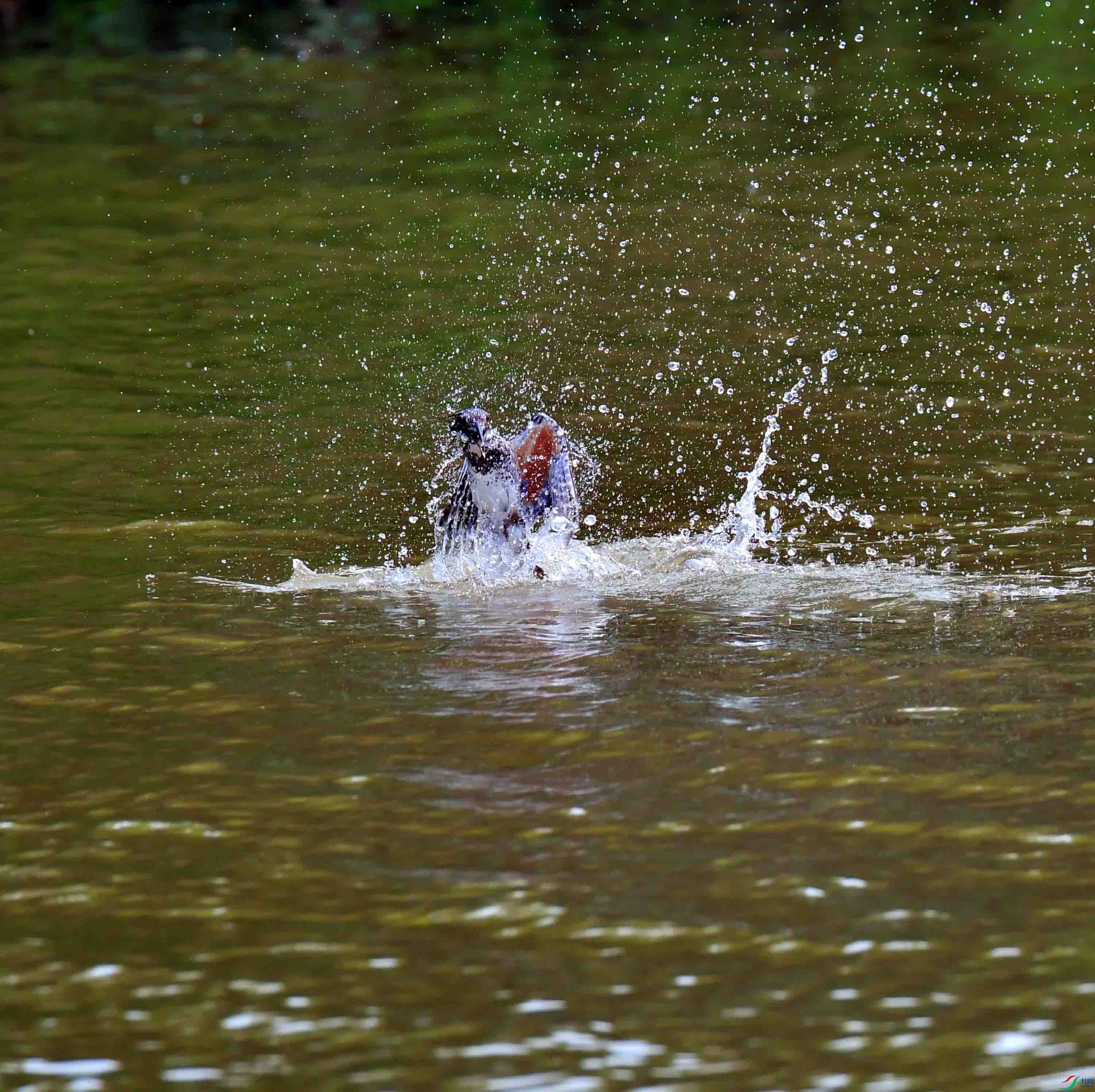 DSC_0250.JPG