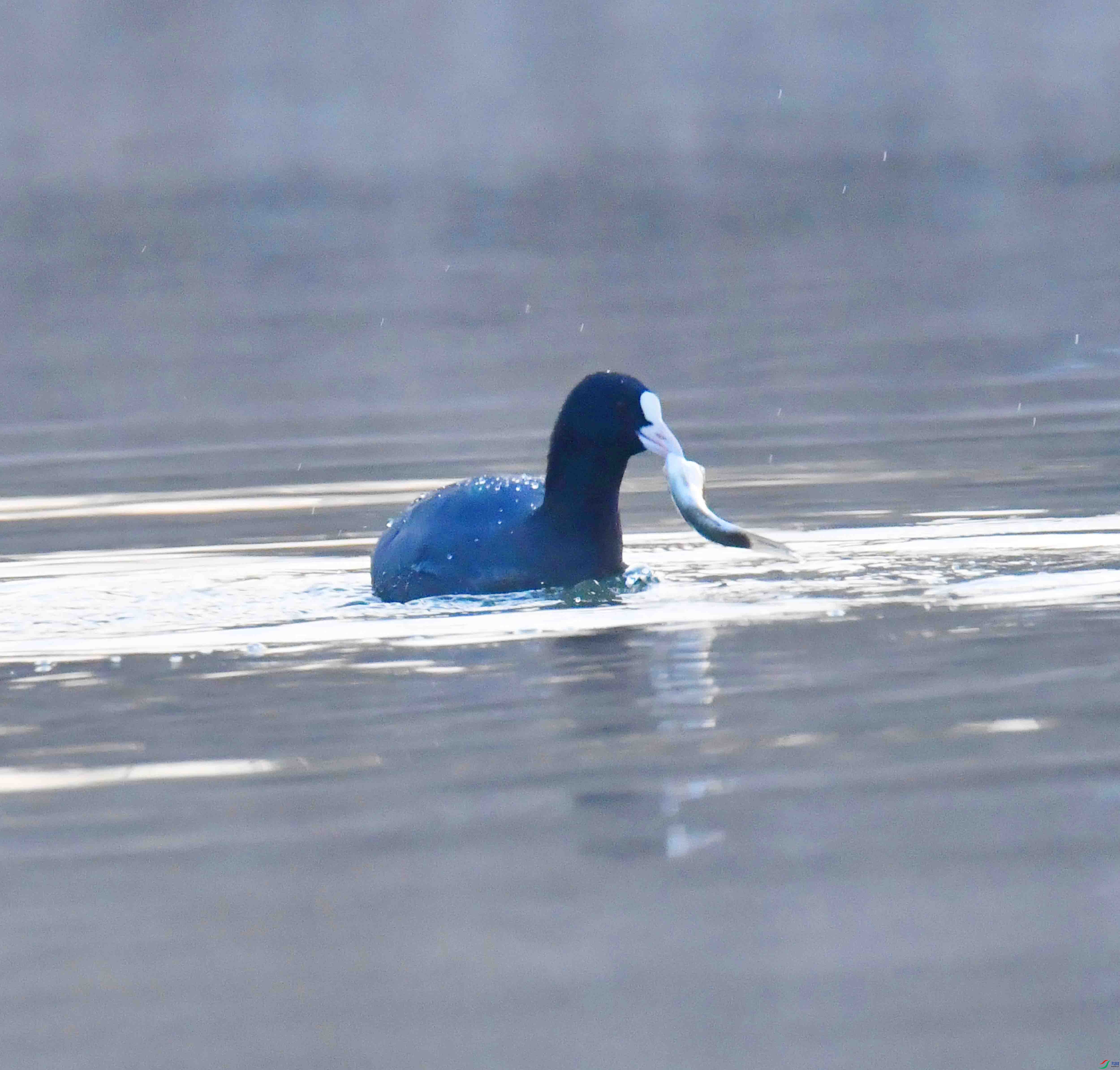 DSC_4094.JPG