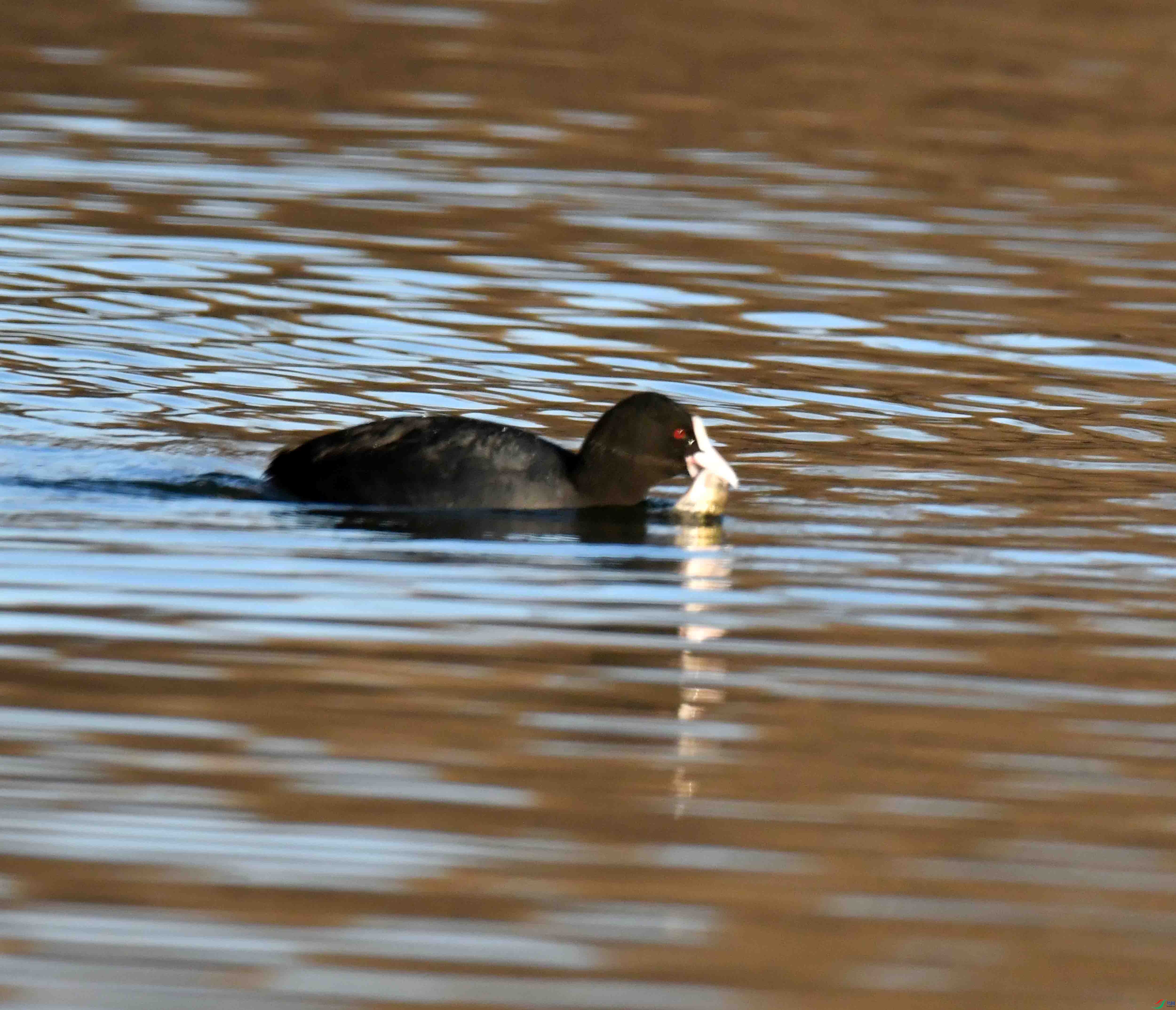 DSC_5489.JPG