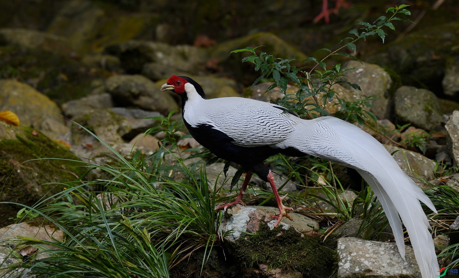 DSC_7013.jpg
