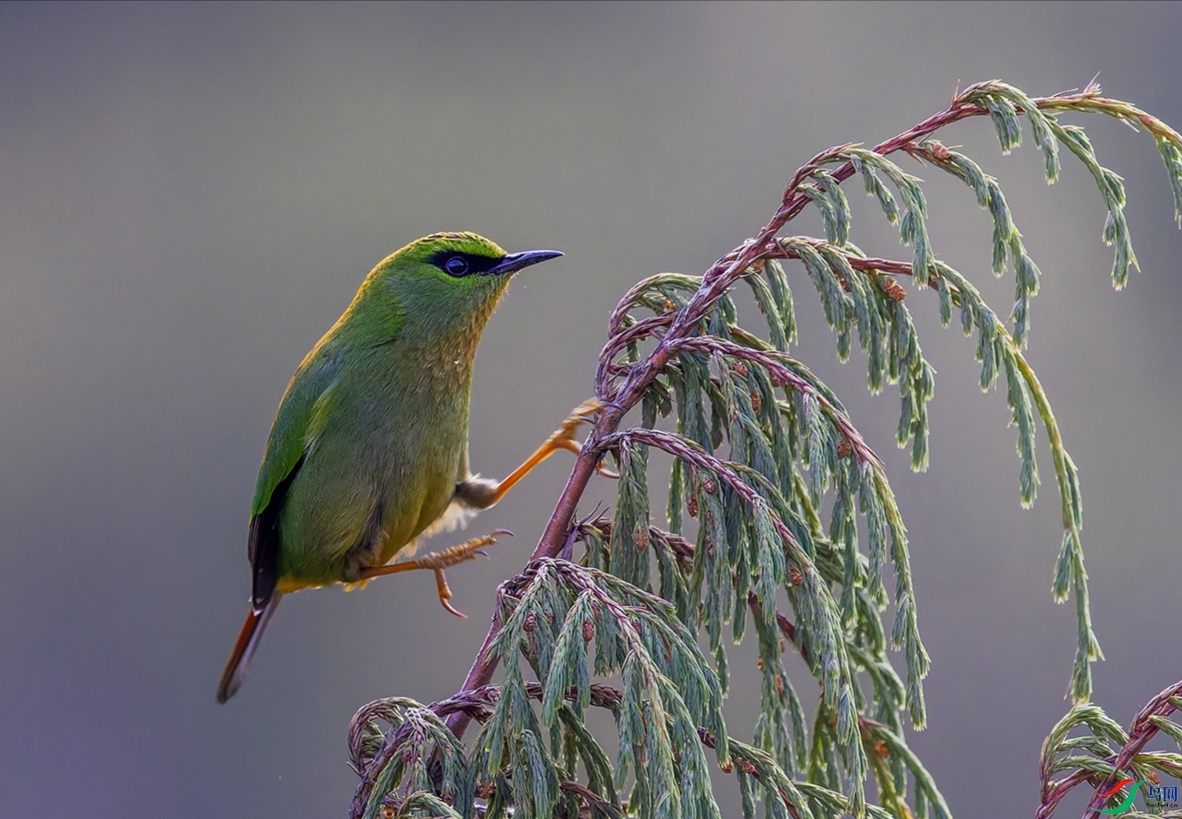 ��β����