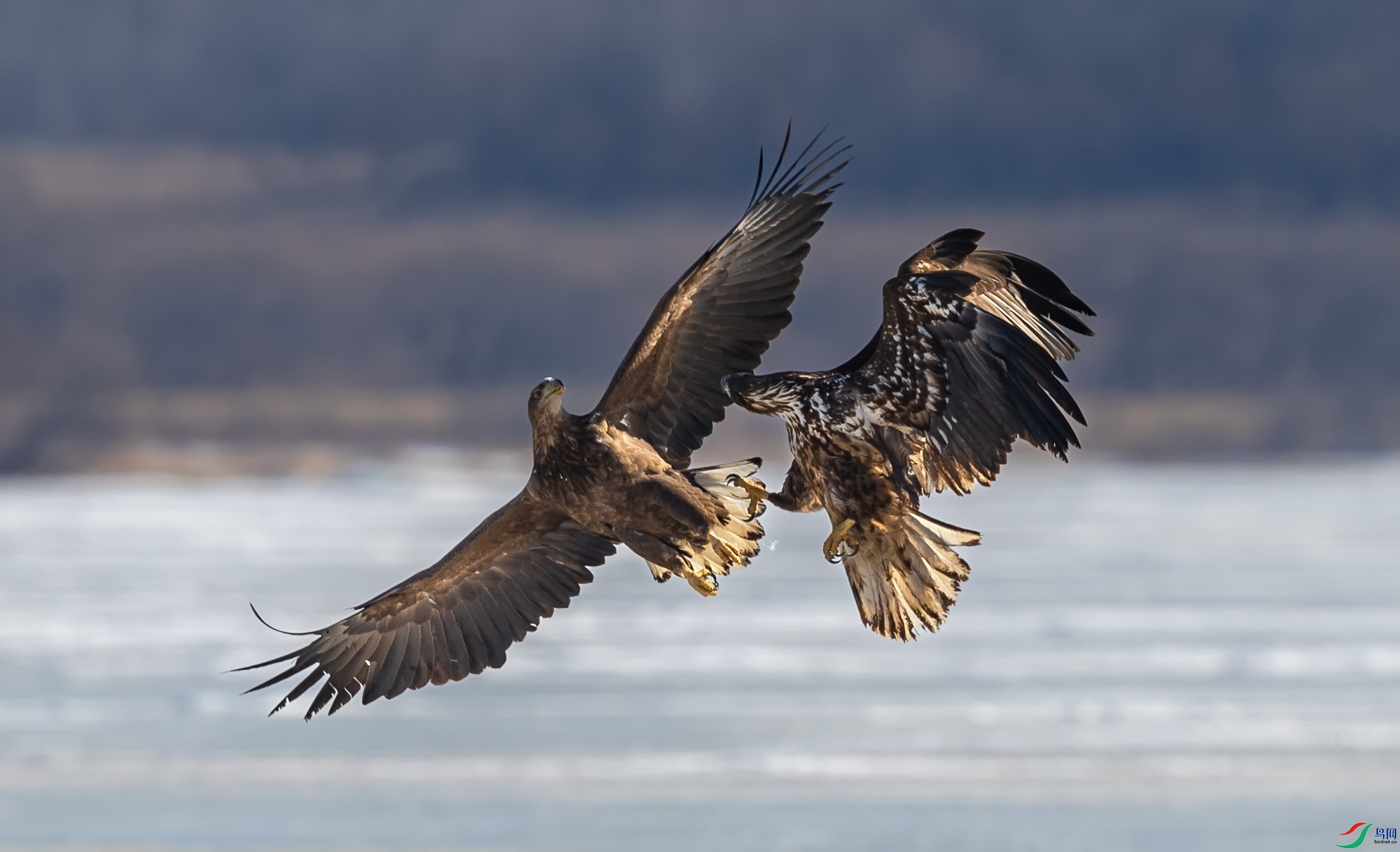 ��β����