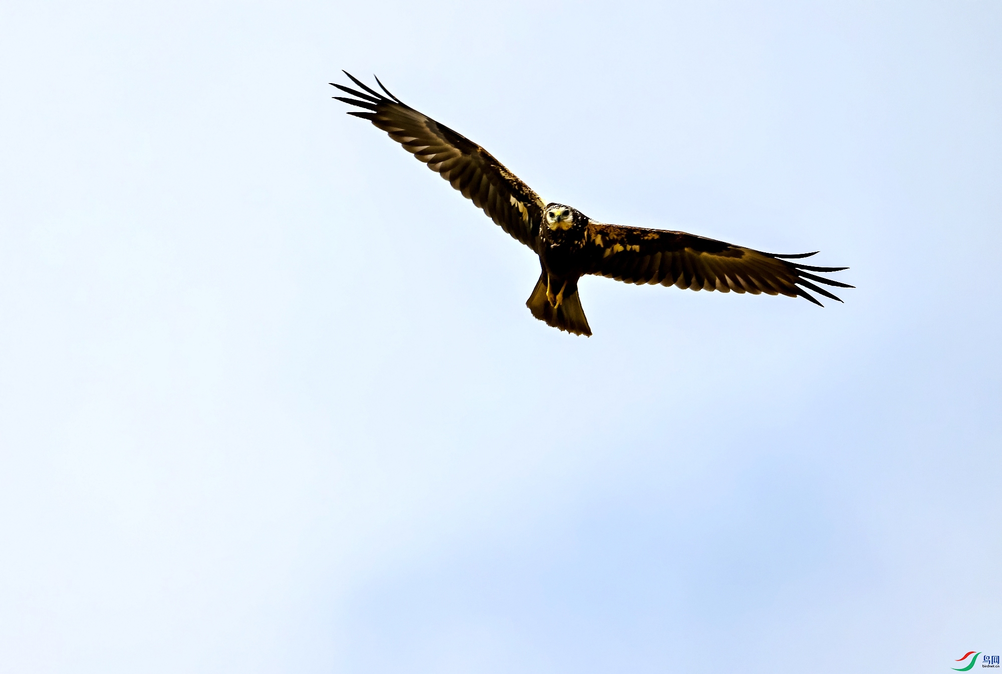 DSC_6799_conew1.jpg