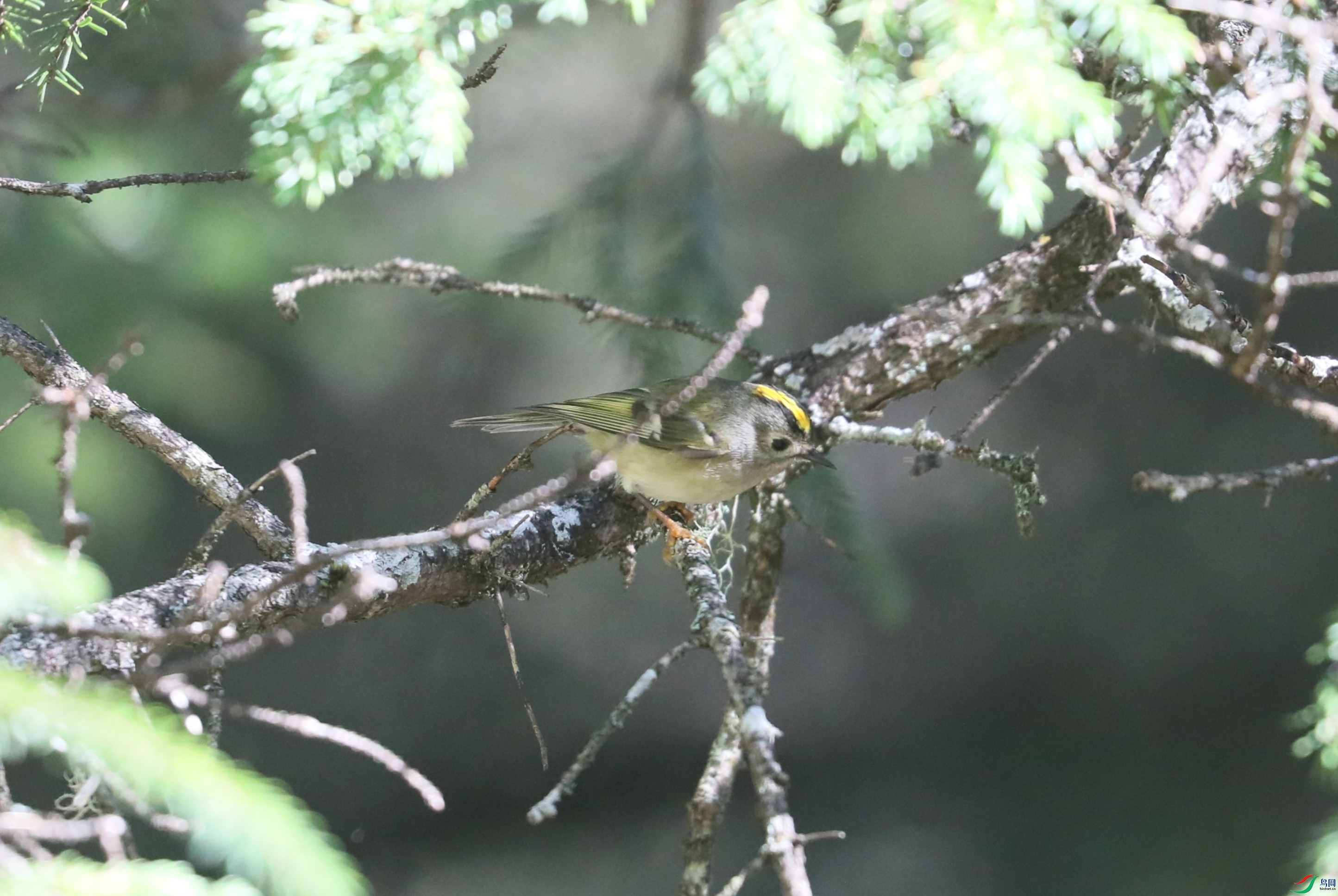 BL7A0525.JPG