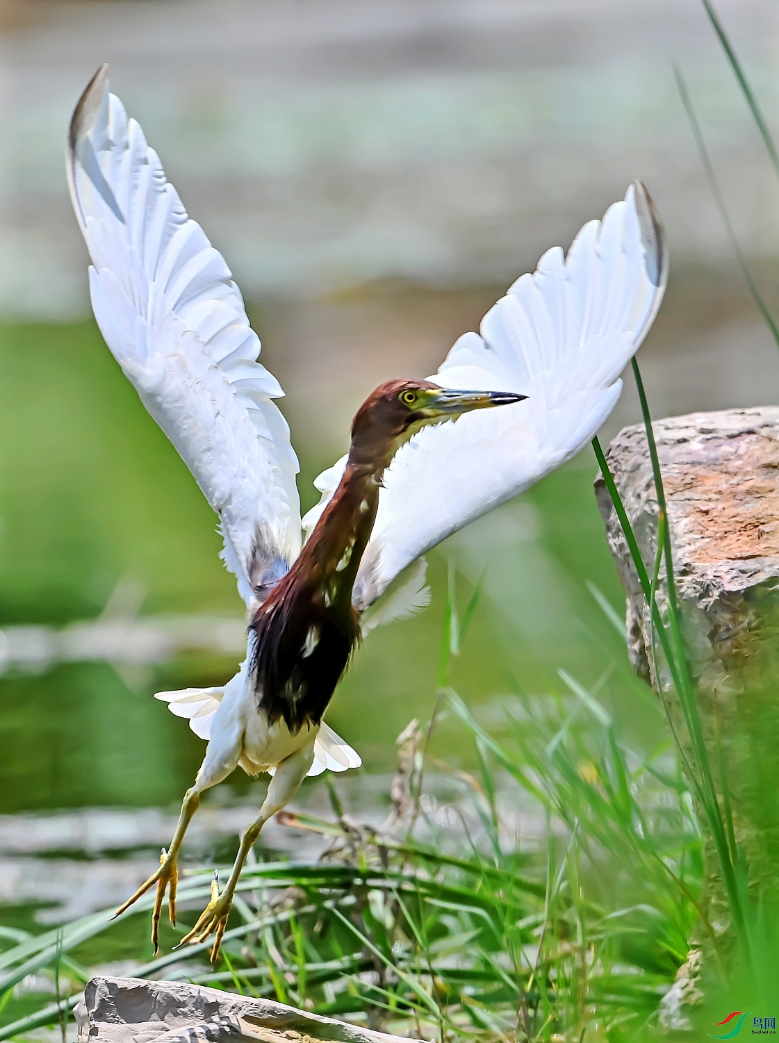 DSC_8978---_conew1.jpg