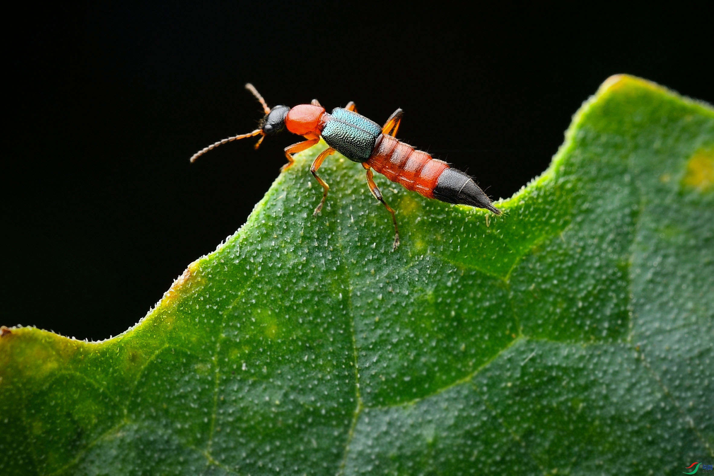 DSC_2436.JPG