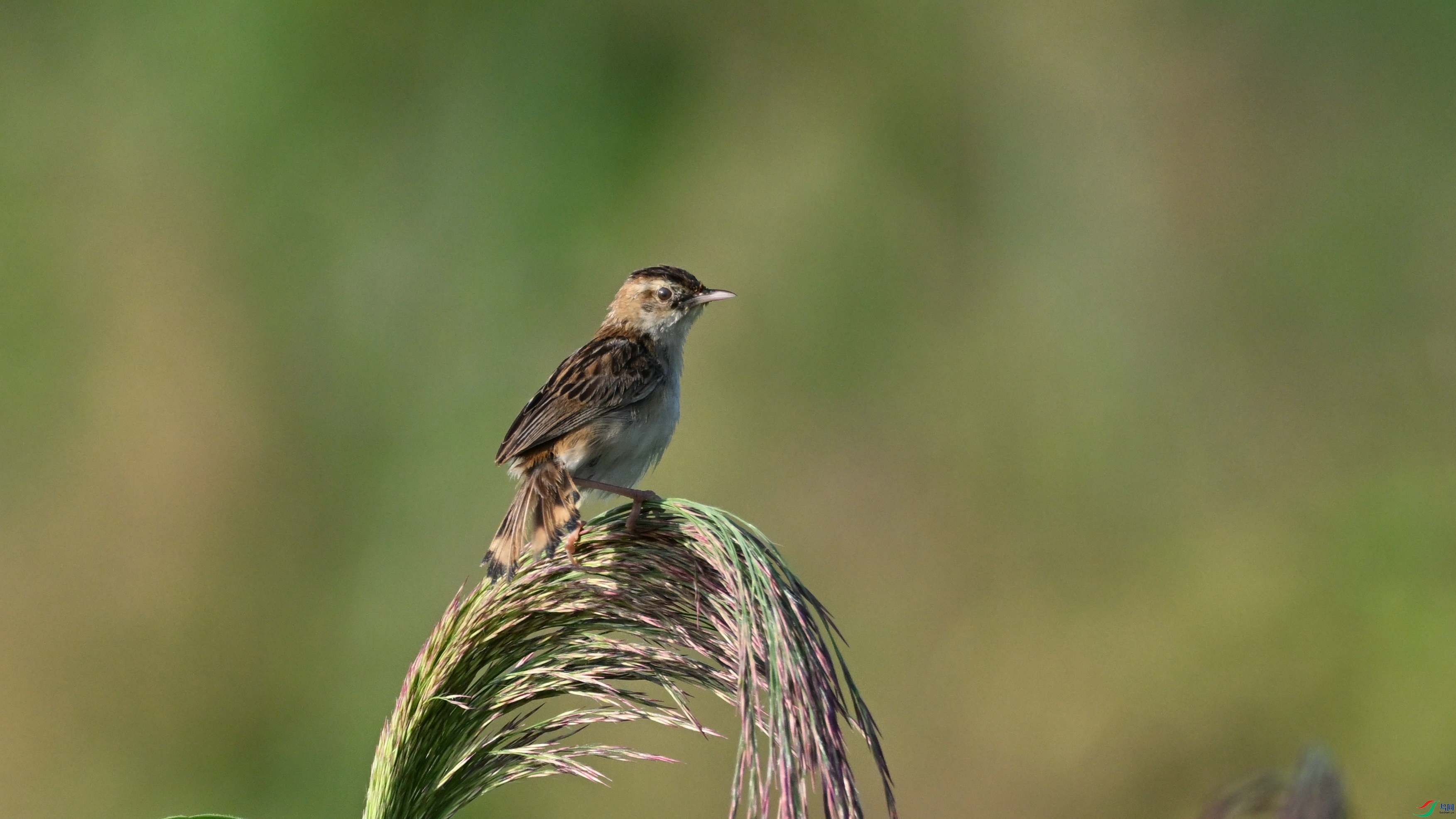 DSC_6637.JPG