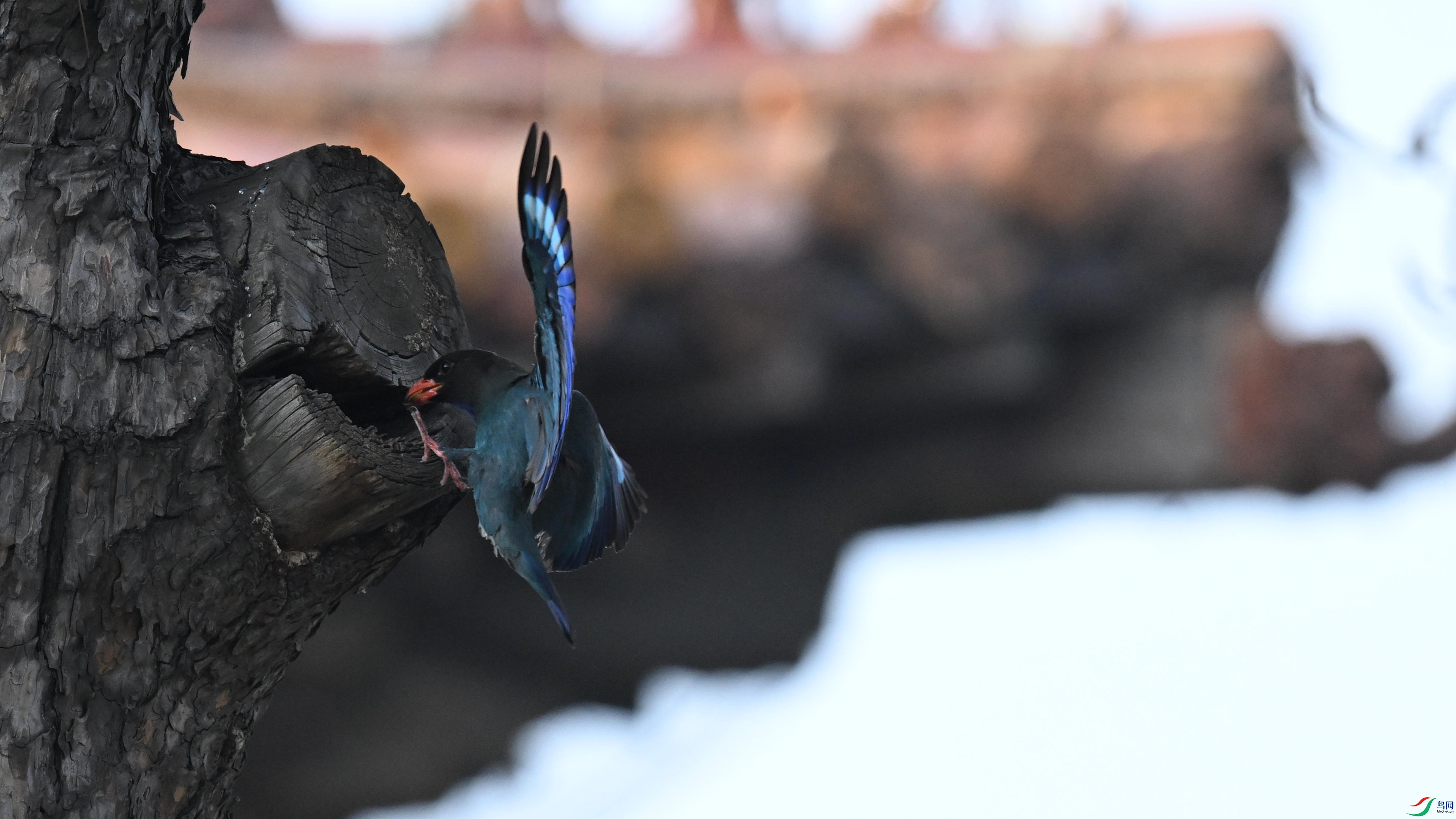 ������ (3).jpg