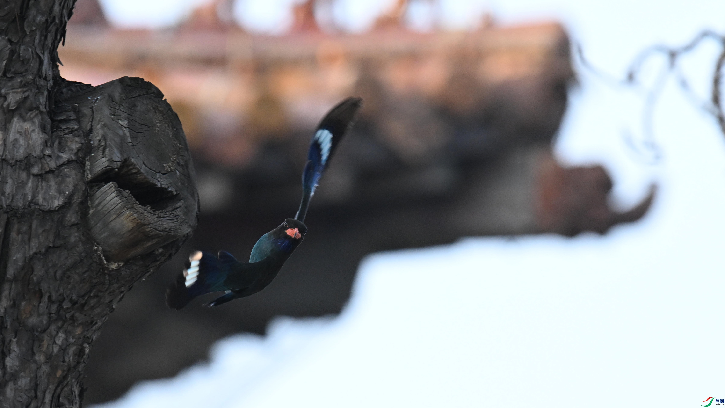 ������ (5).jpg