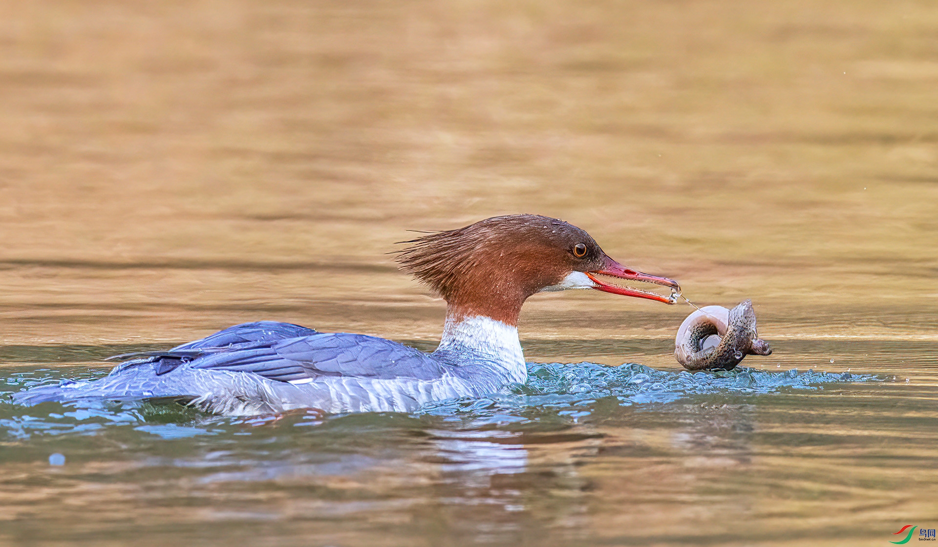 407A0154 ����-Sh----1 .jpg