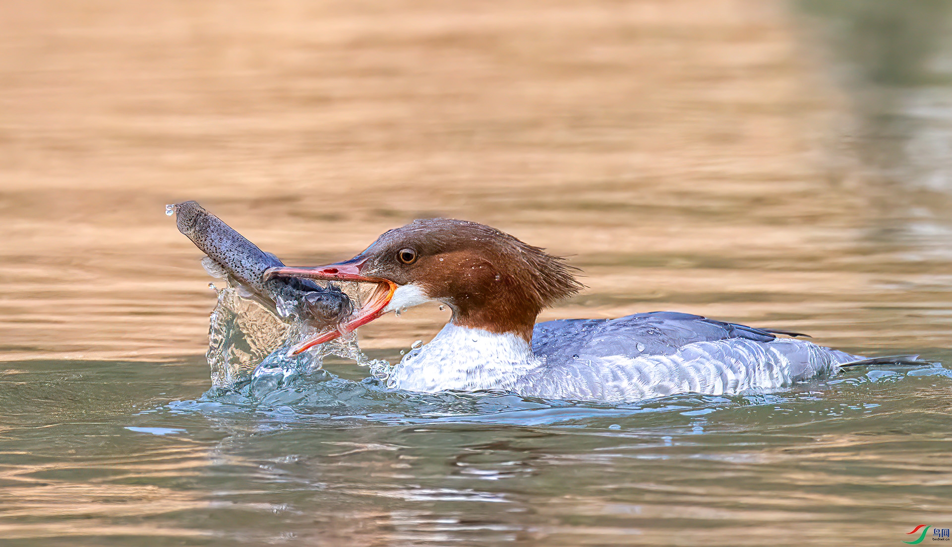 407A0244 ����-Sha----1 .jpg