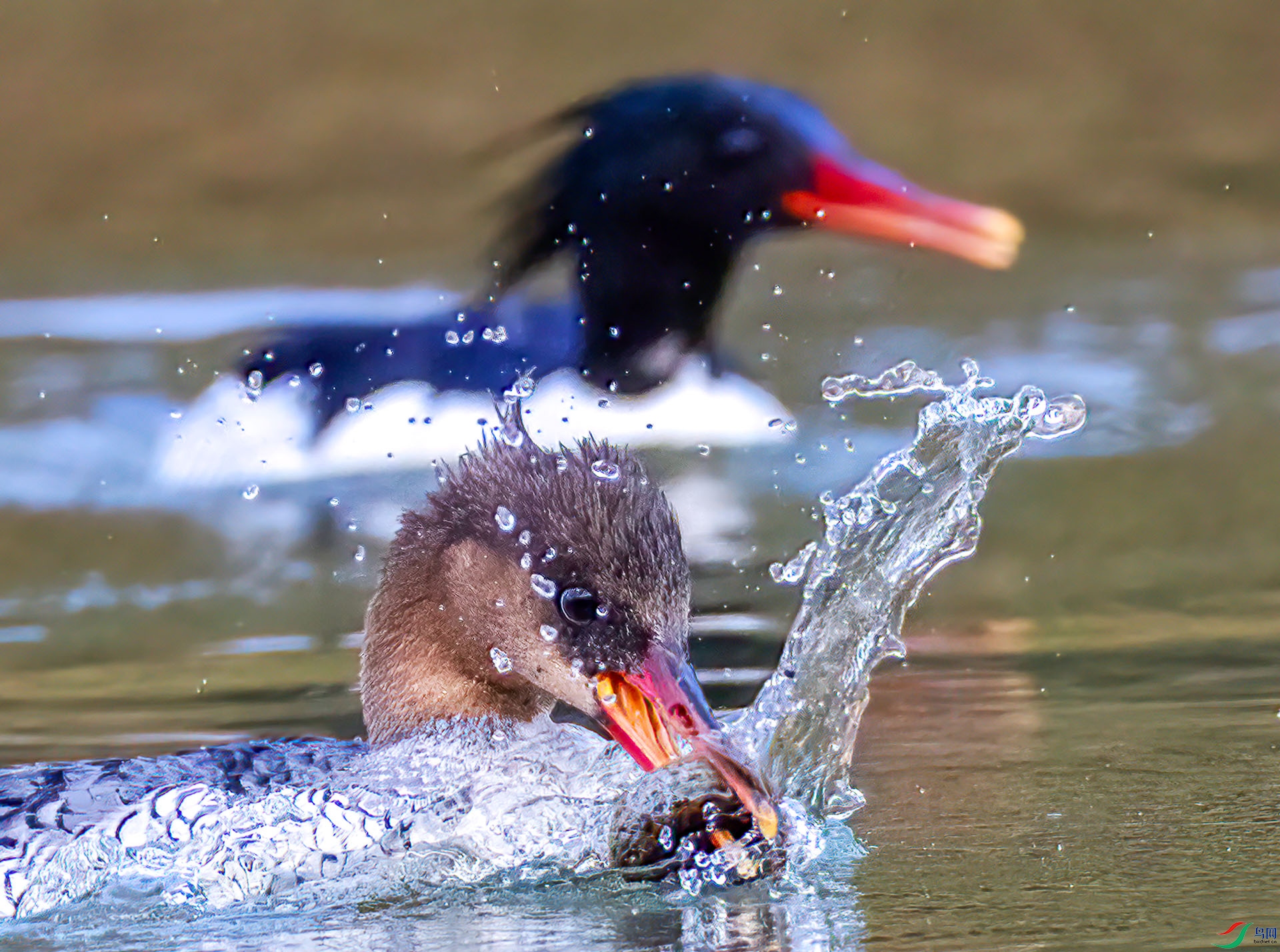 407A1488 ����-Sh----1 .jpg