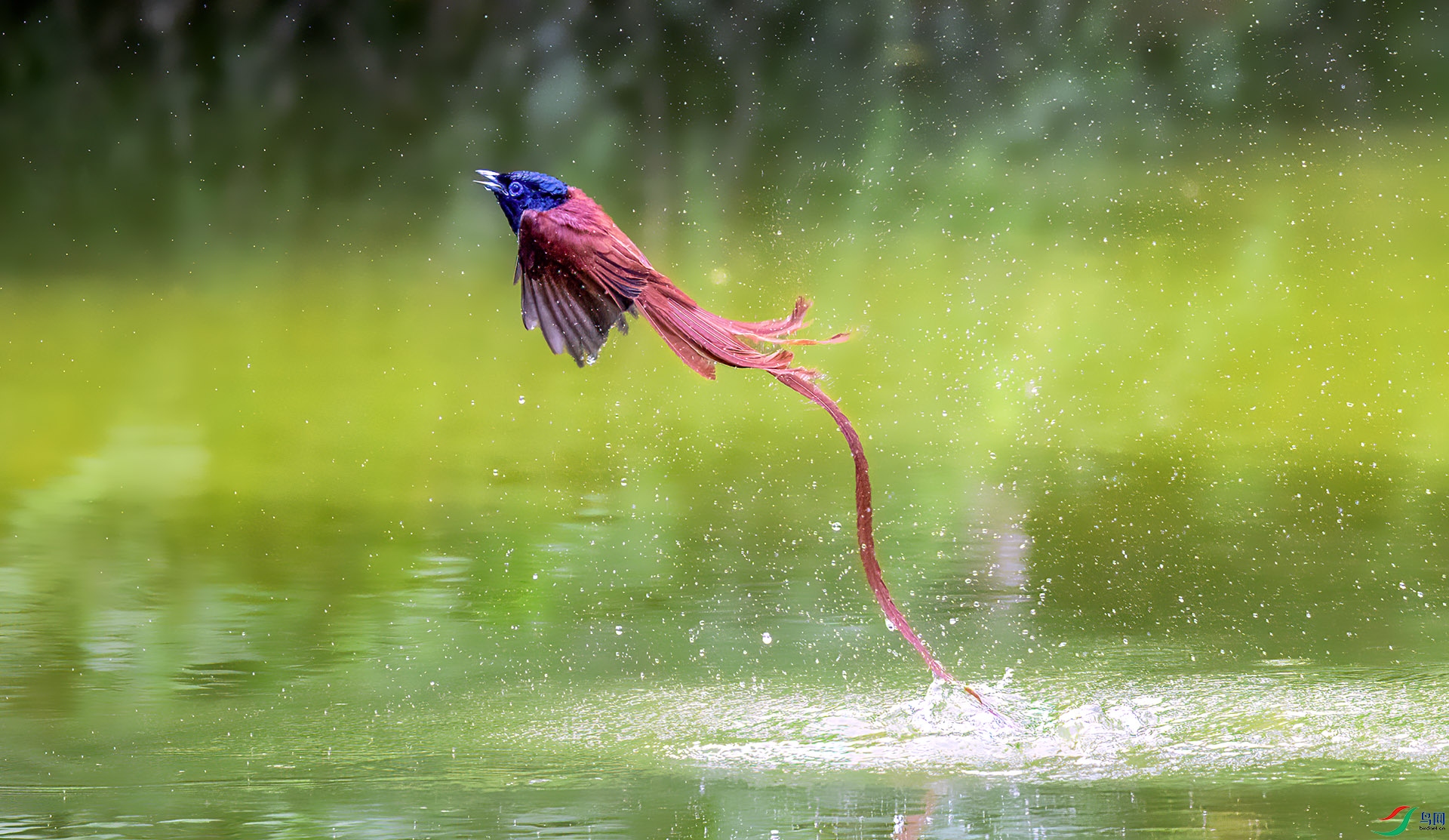 407A9047 ����-Sha-----1 .jpg