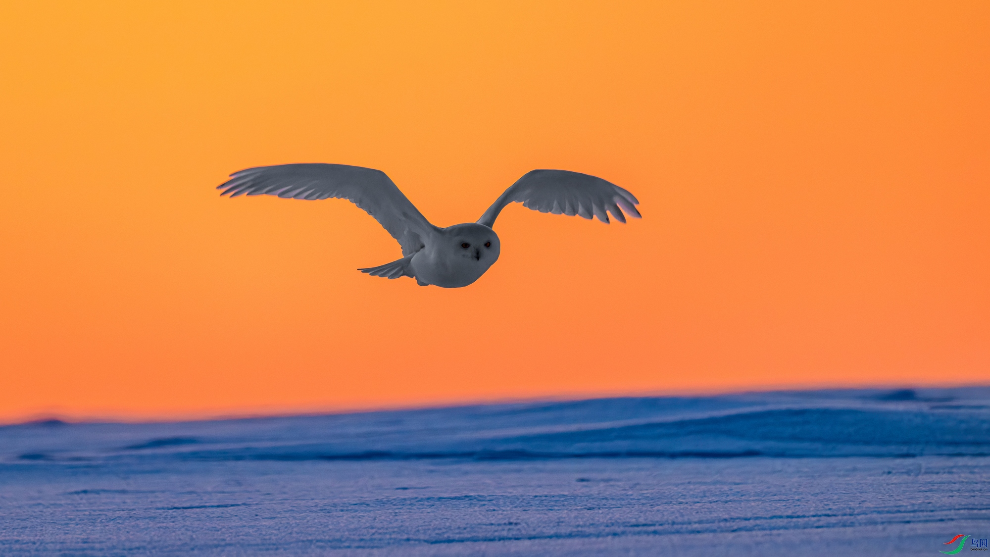 DSC_9283-����ǿ-NR ����01.jpg