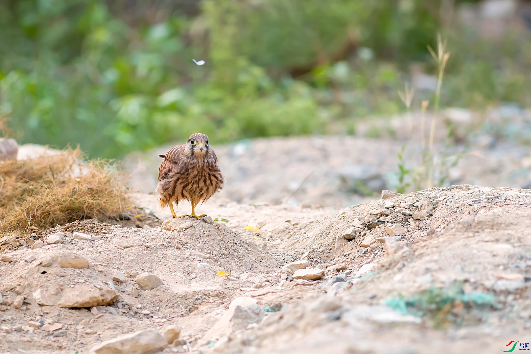 DSC_7969_����.jpg