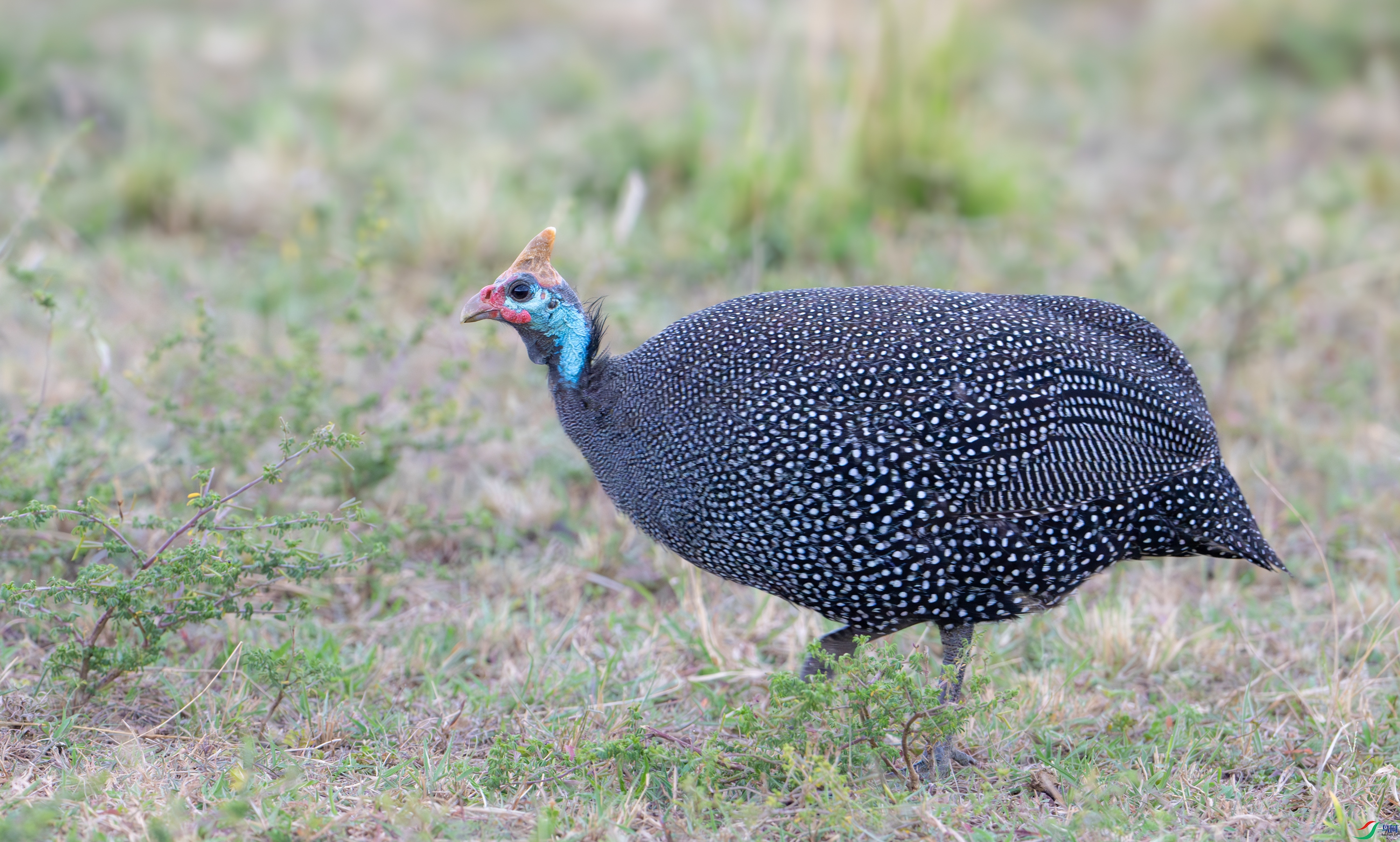 DSC_9200-����ǿ-NR-11.jpg