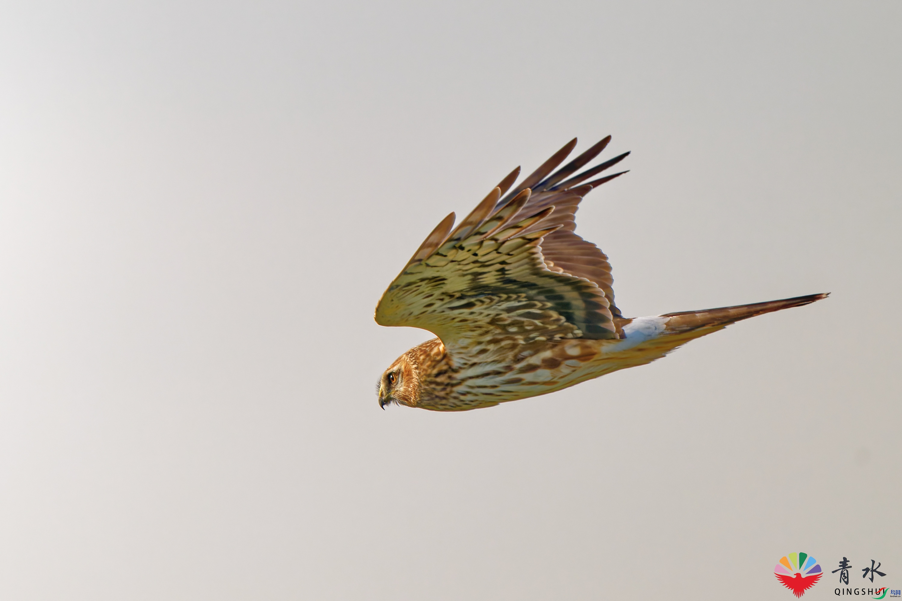 DSC_0370-1.jpg