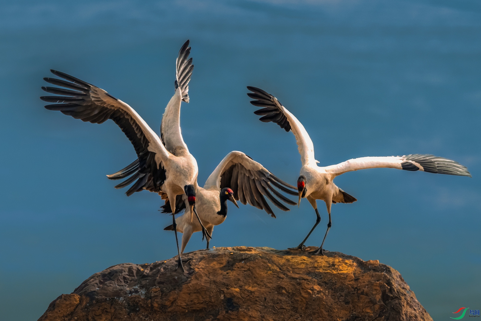 �ھ���----���Ϻ���