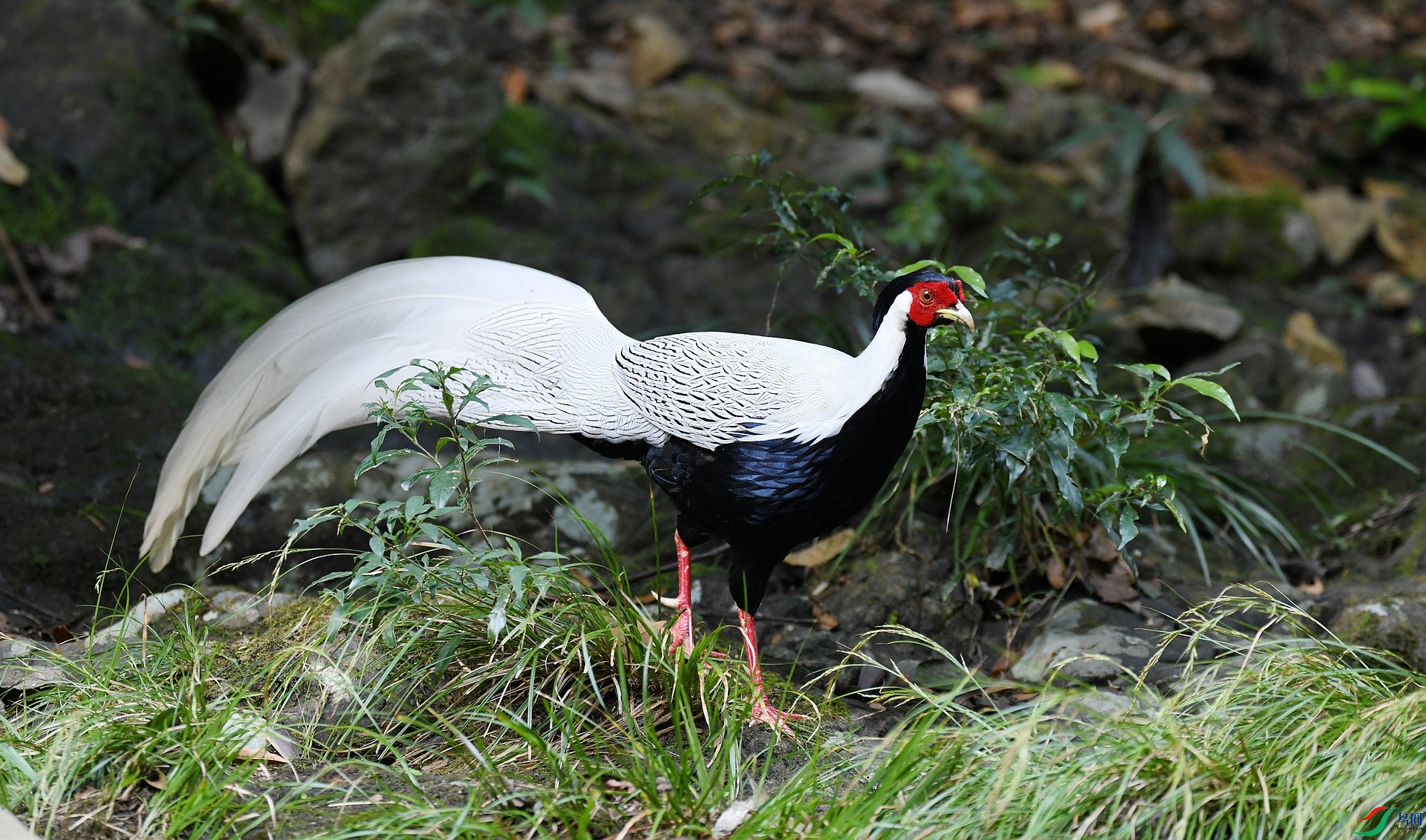 DSC_8336.jpg