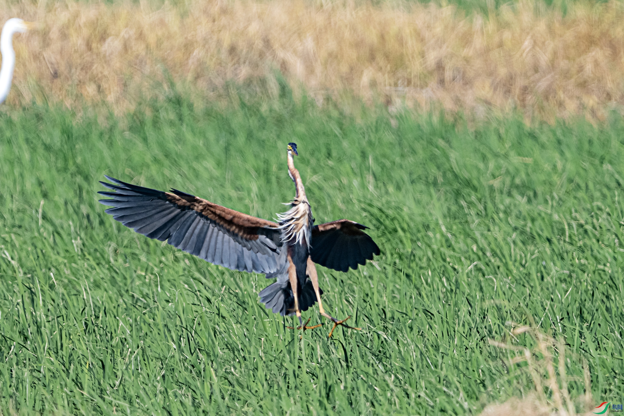 DSC_6387.jpg