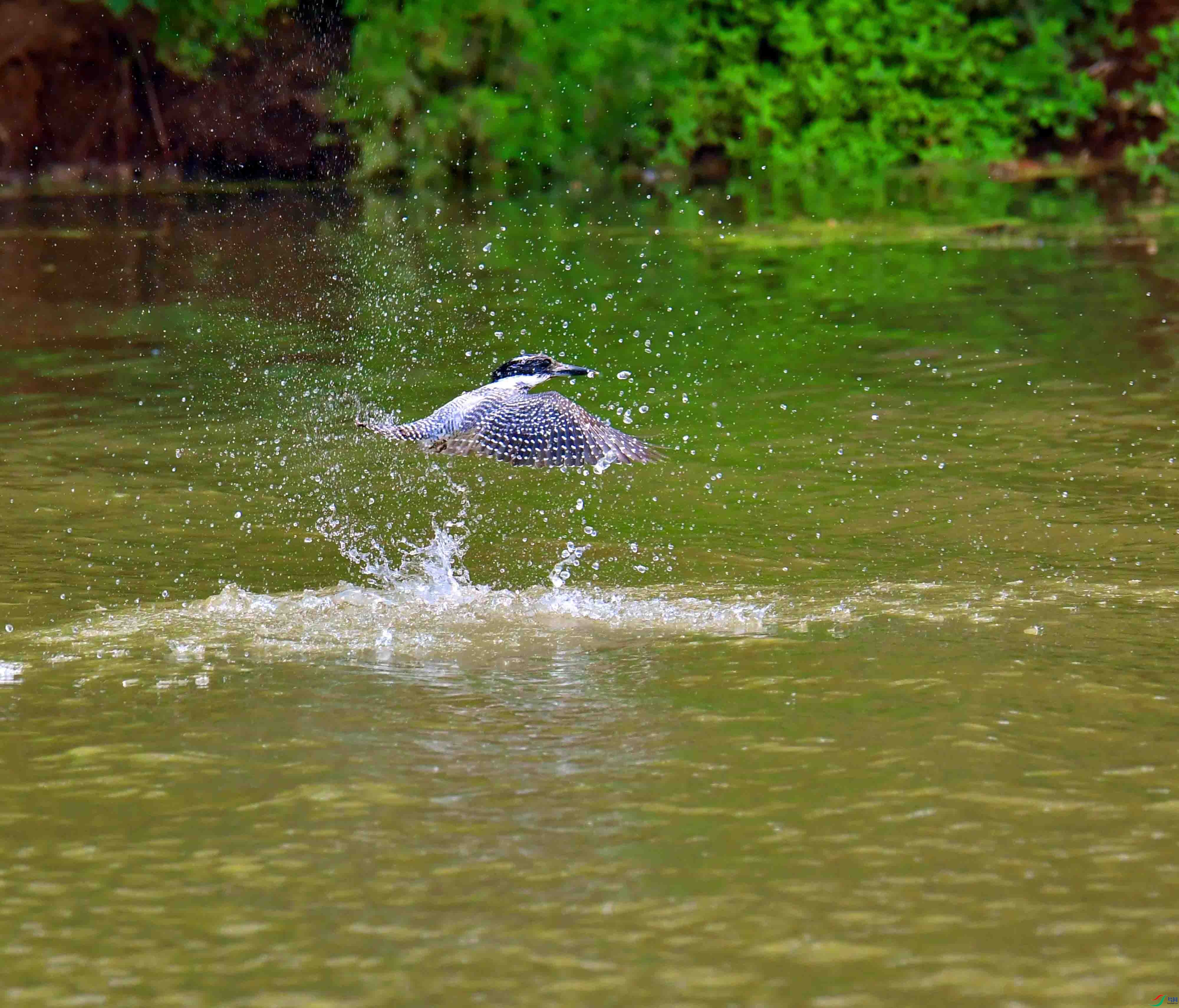 DSC_0236.JPG
