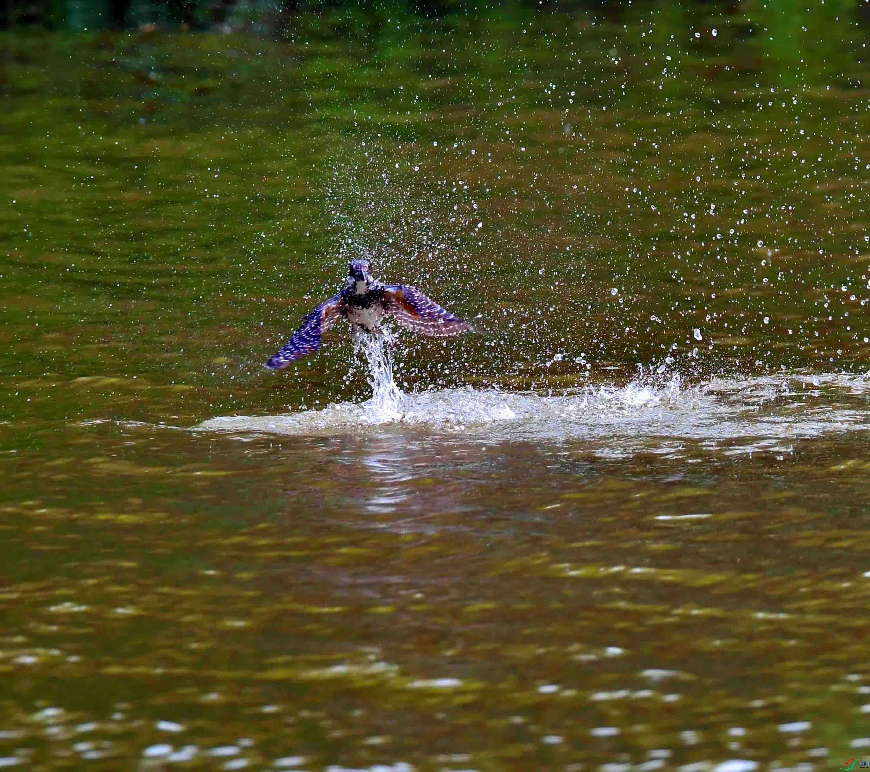 DSC_0251.JPG