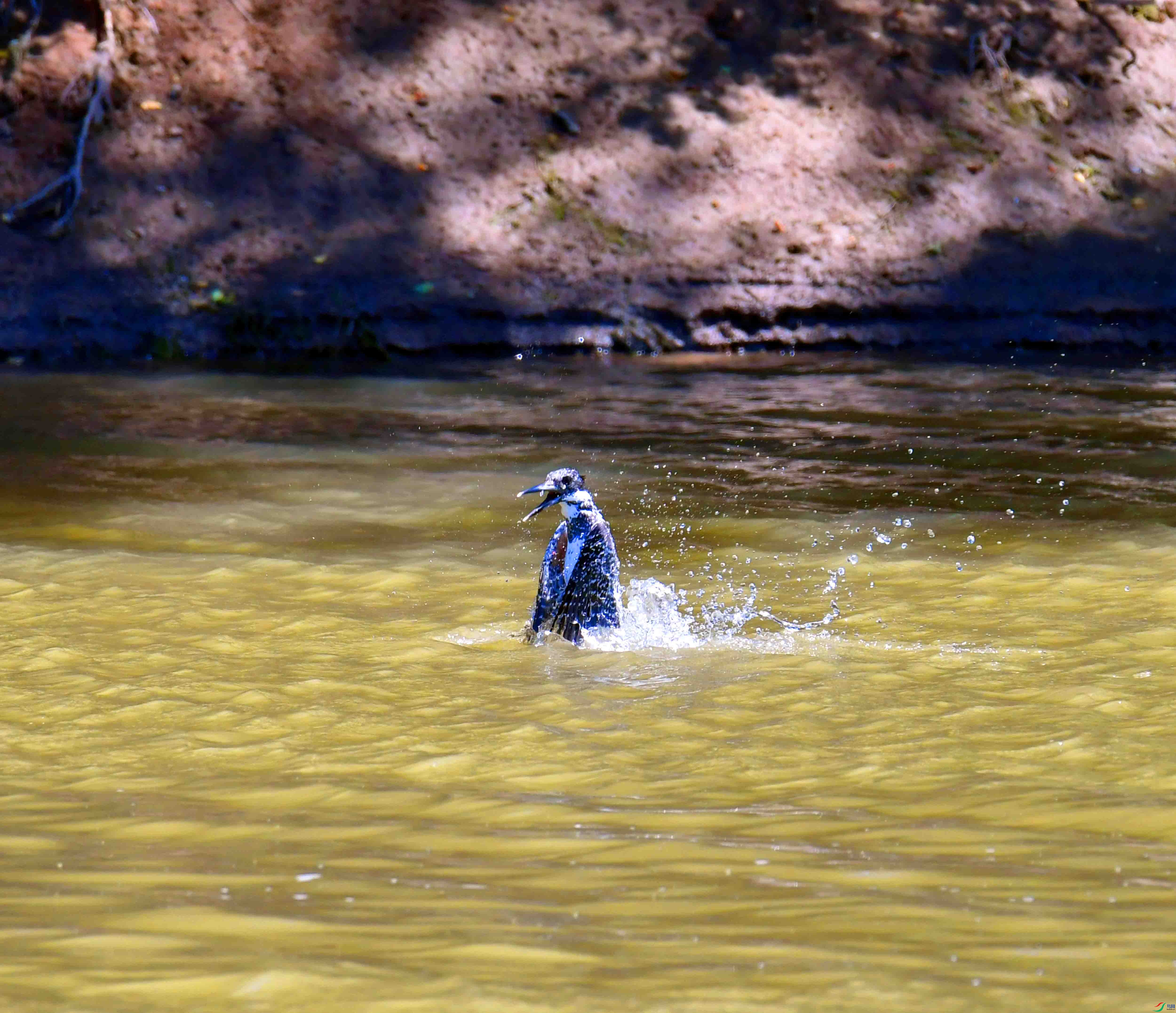 DSC_0790.JPG
