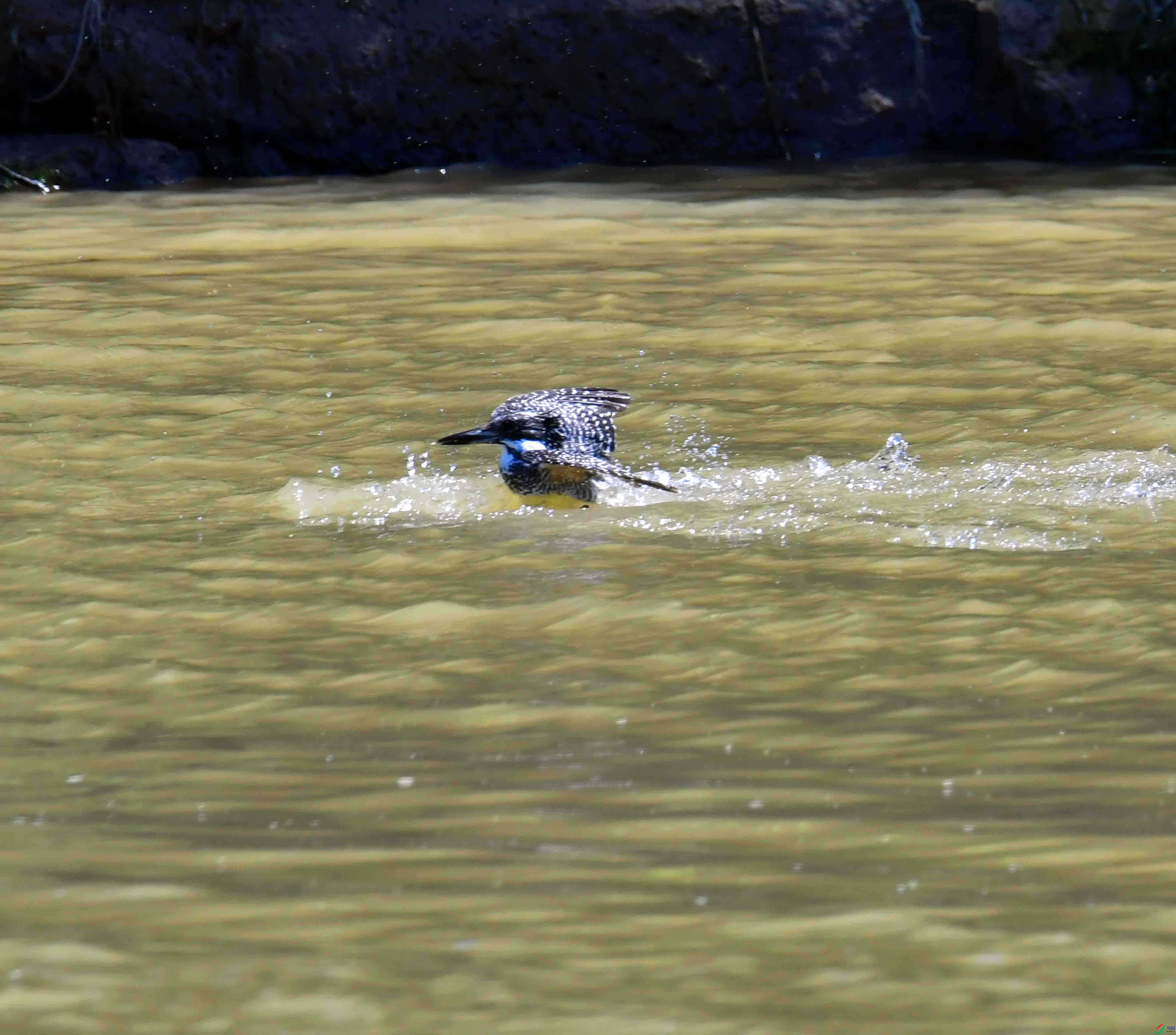 DSC_0828.JPG