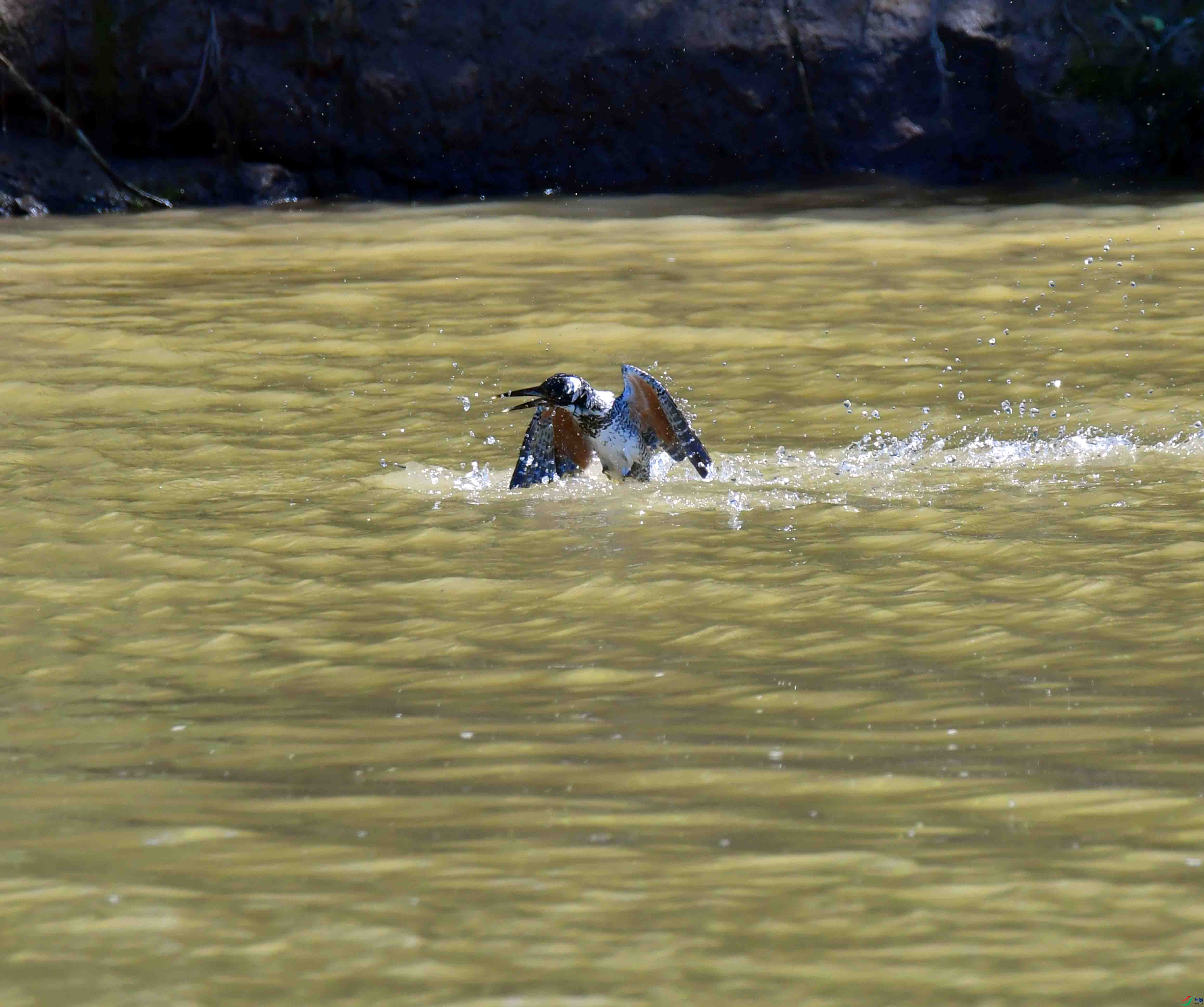 DSC_0827.JPG