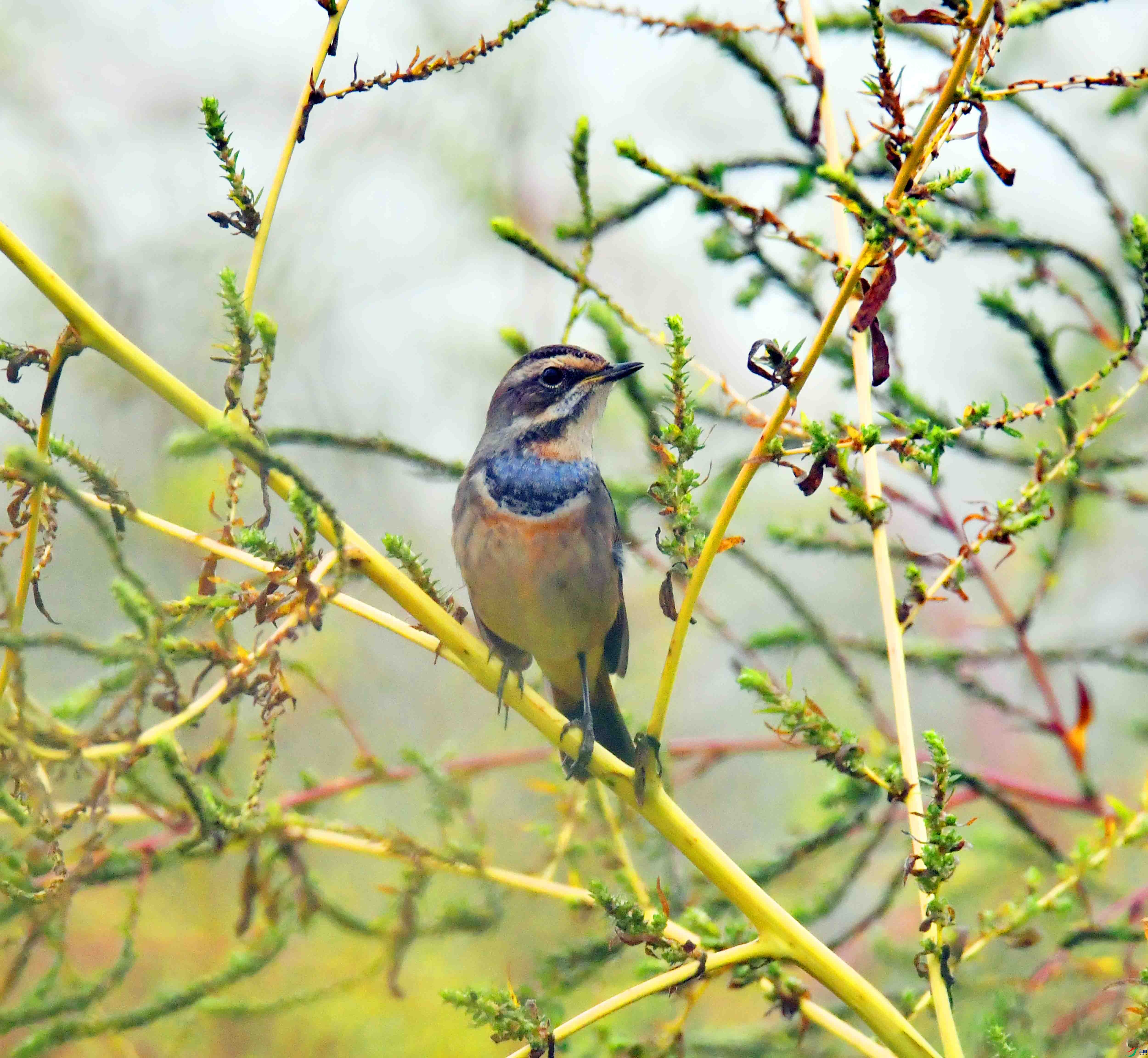 DSC_3270.JPG